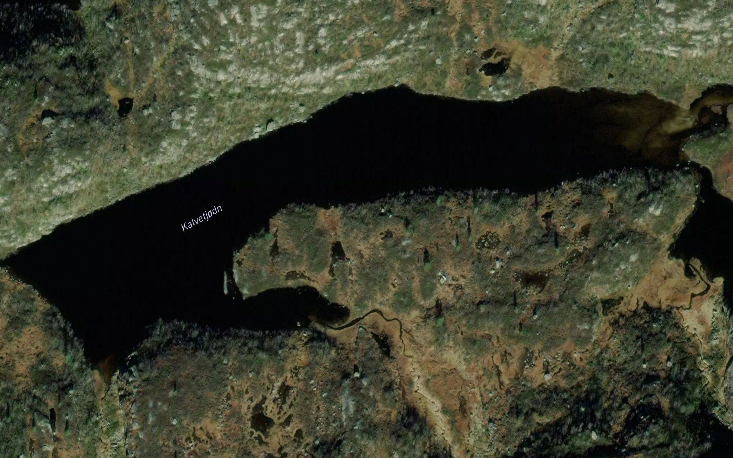 Kalvetjorni