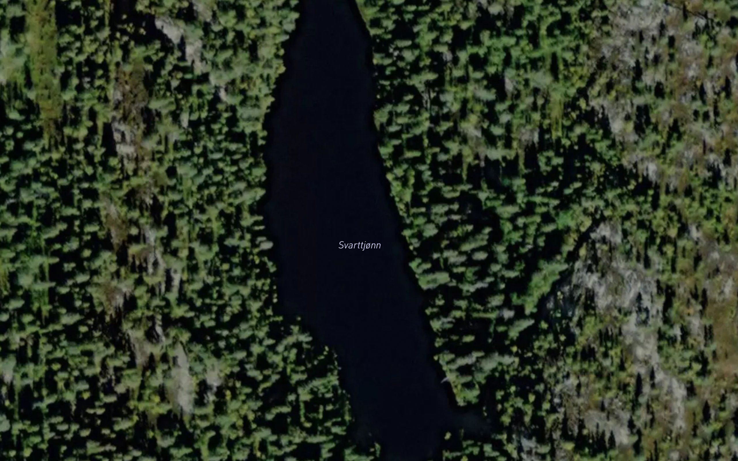 Svarttjorn