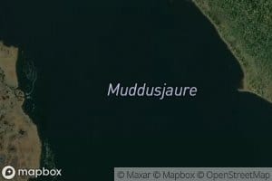 Muddusjaure