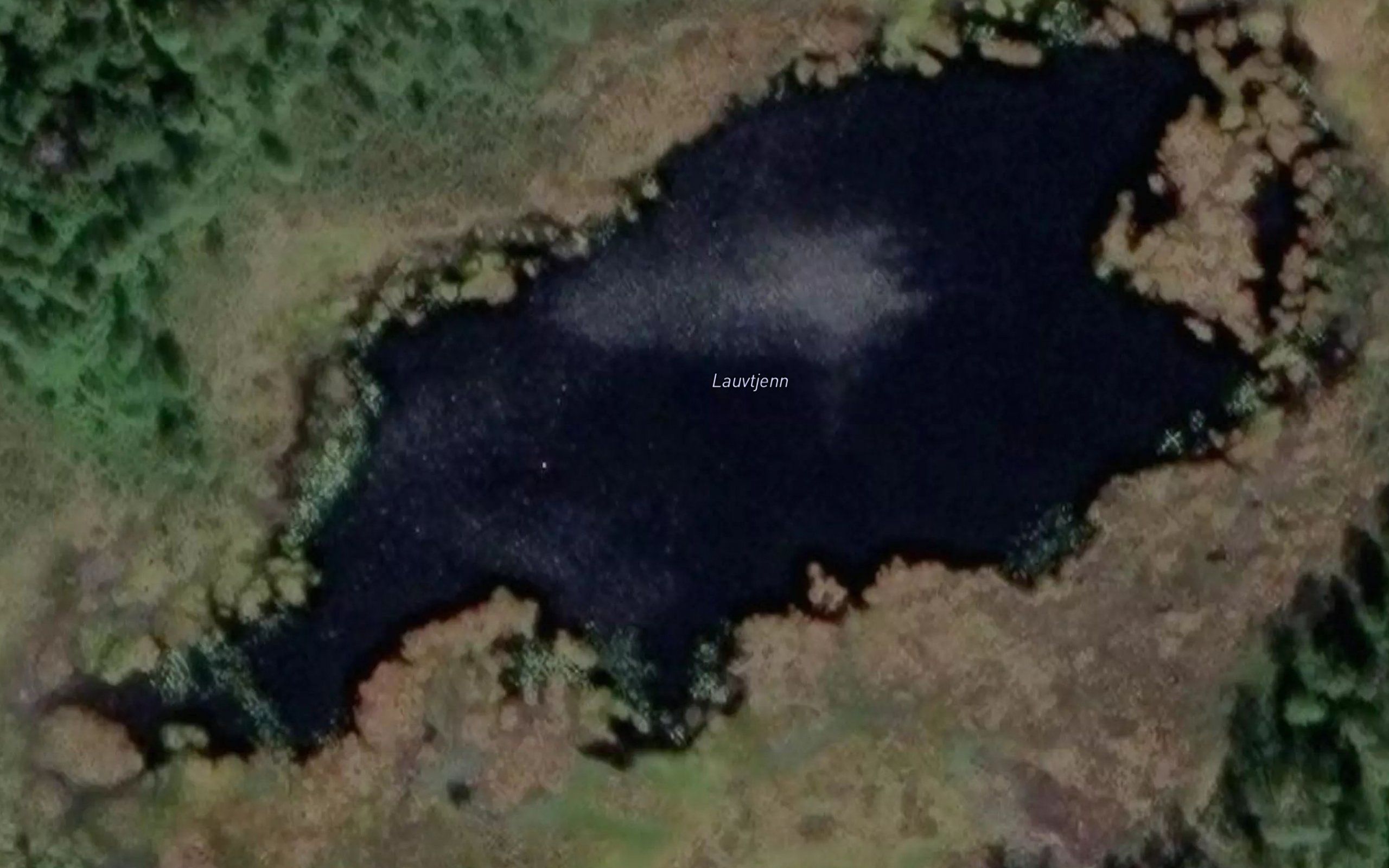 Lauvtjern