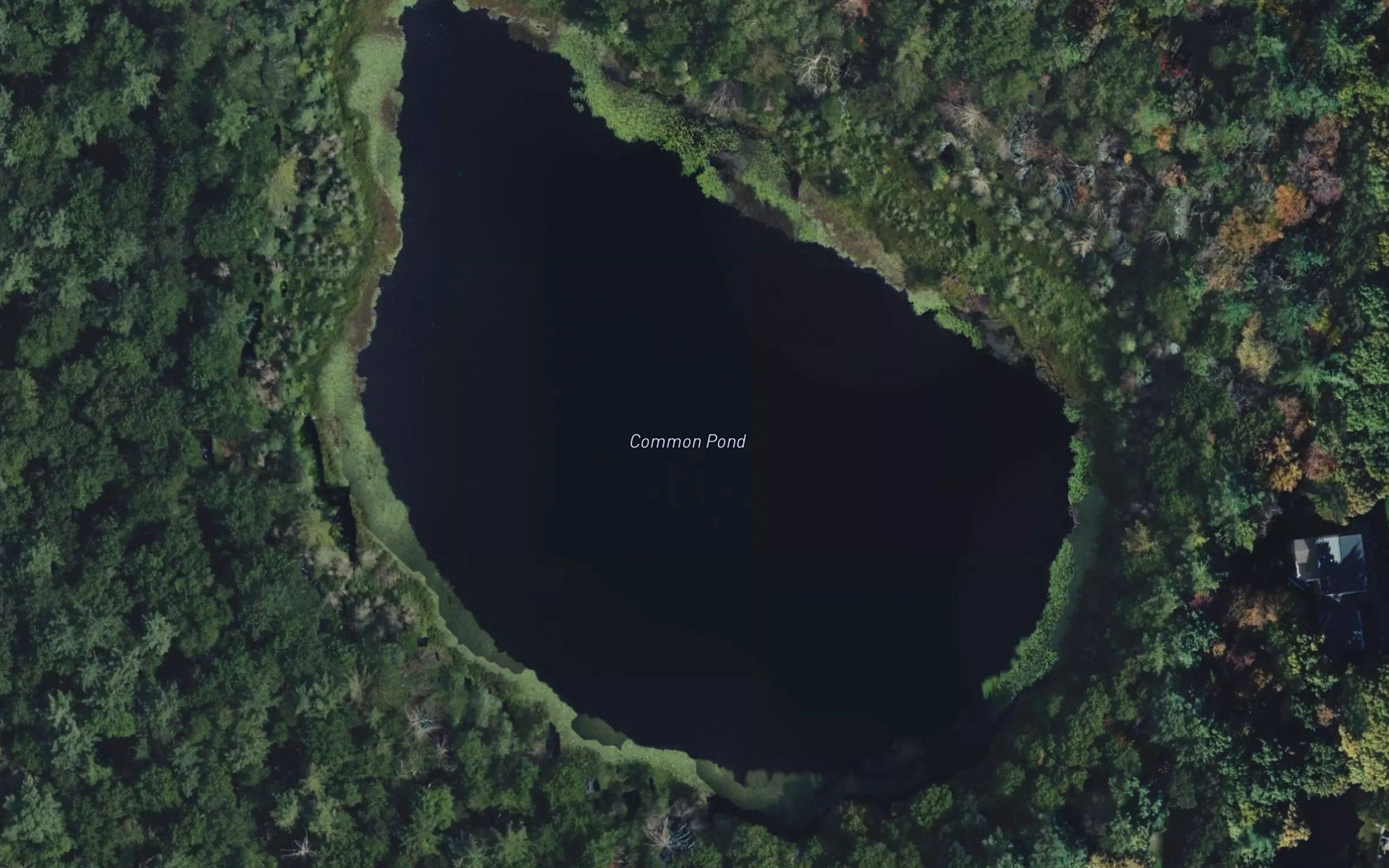 Common Pond