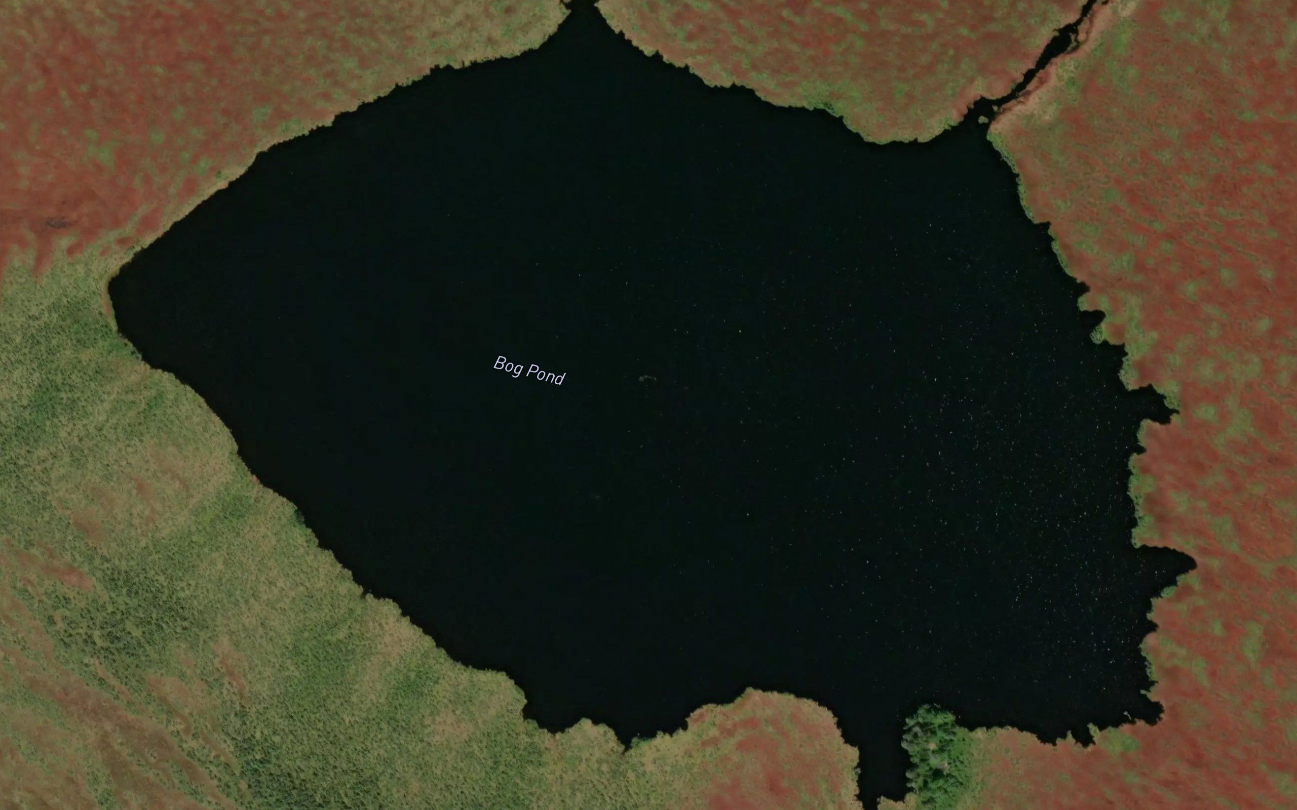 Bog Pond