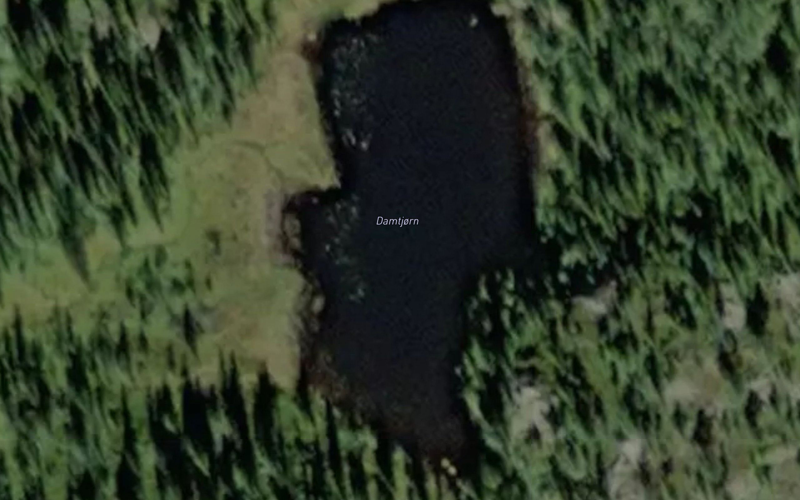 Damtjorn