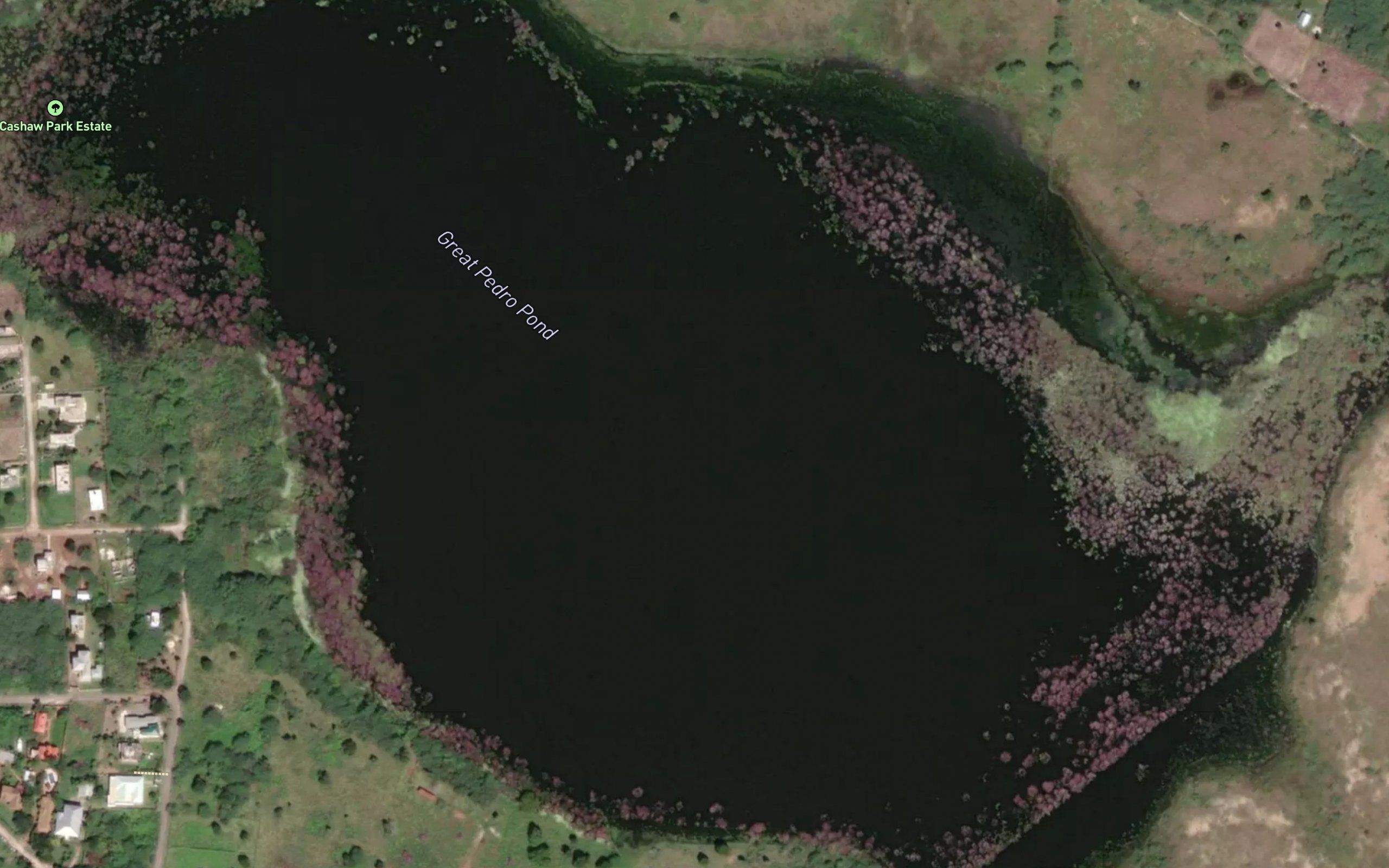 Great Pedro Pond