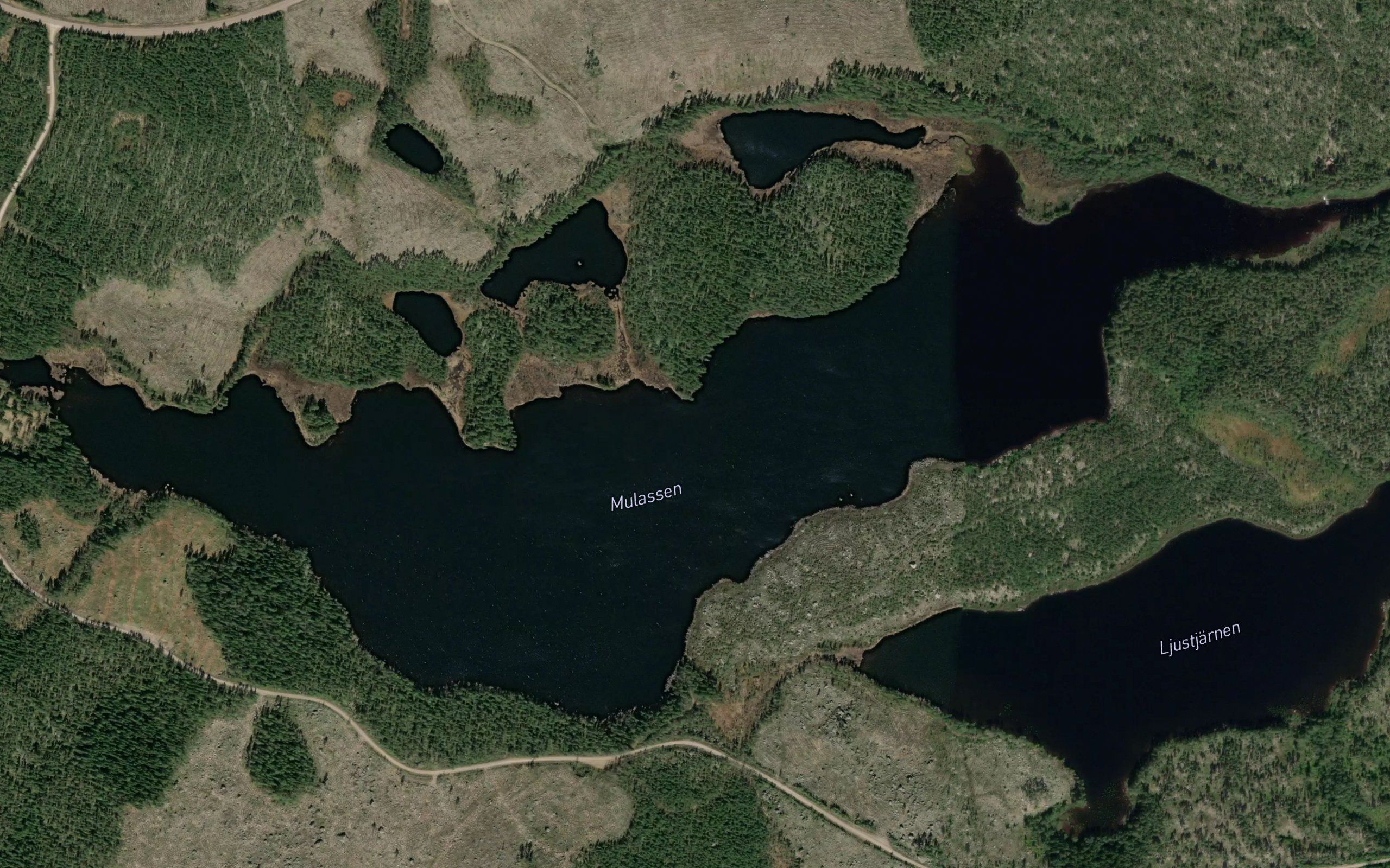 Mulassen