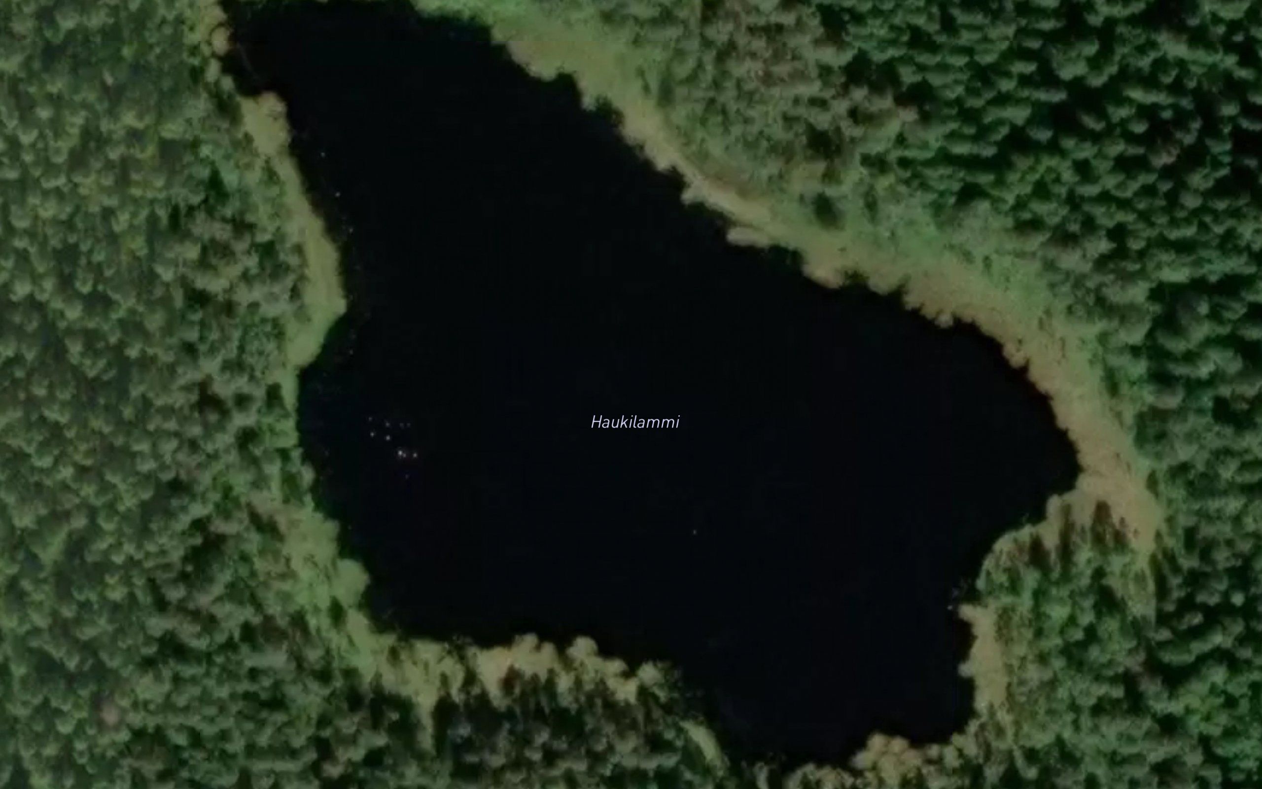Haukilammi