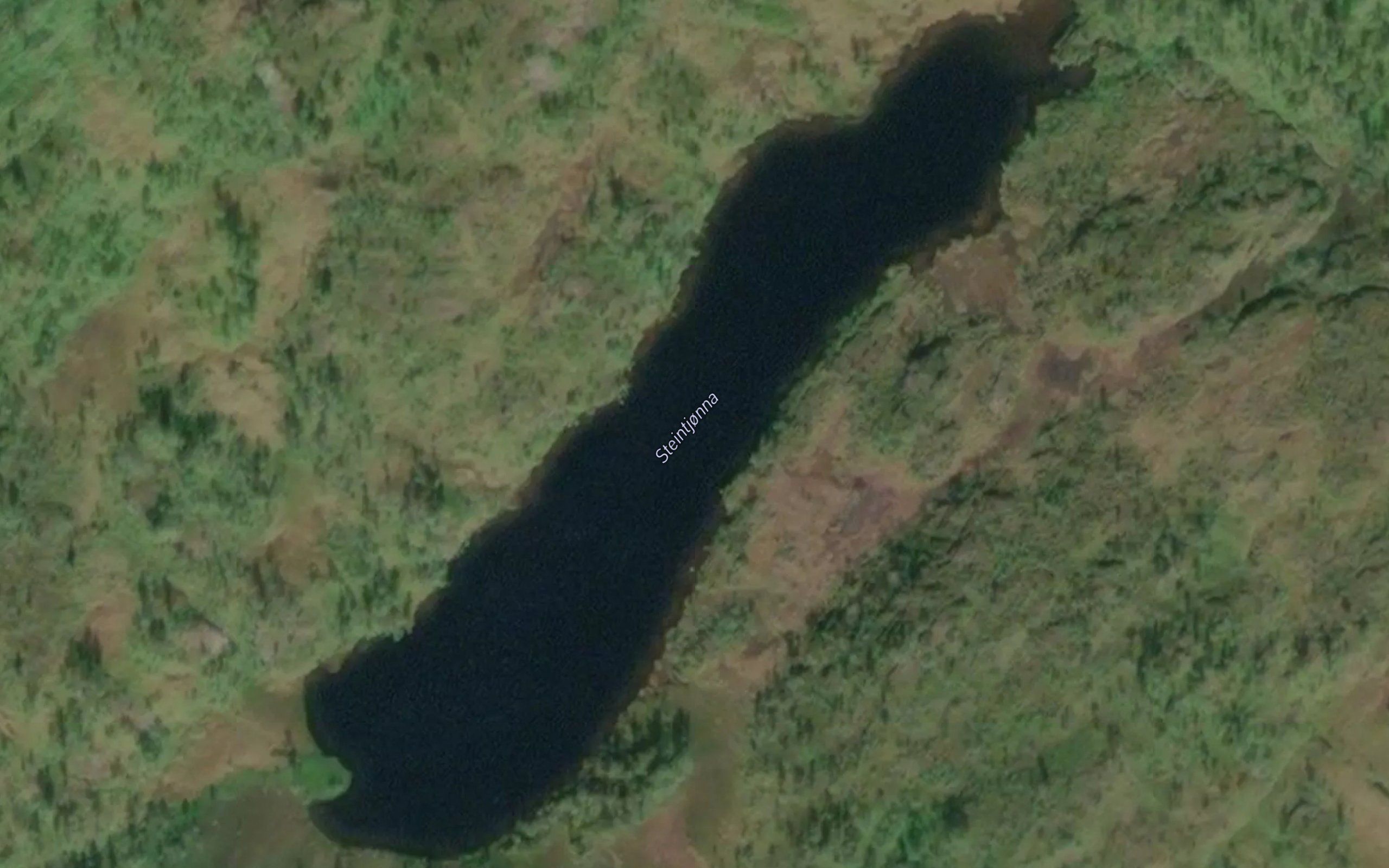 Steintjorna