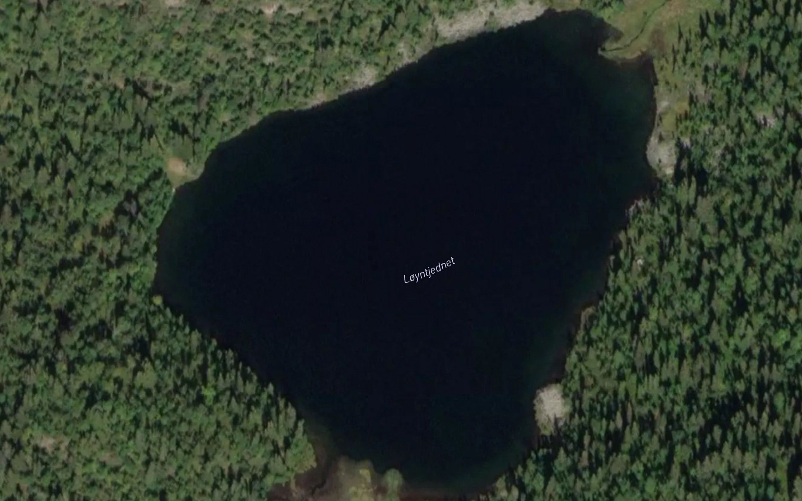 Loyntjednet