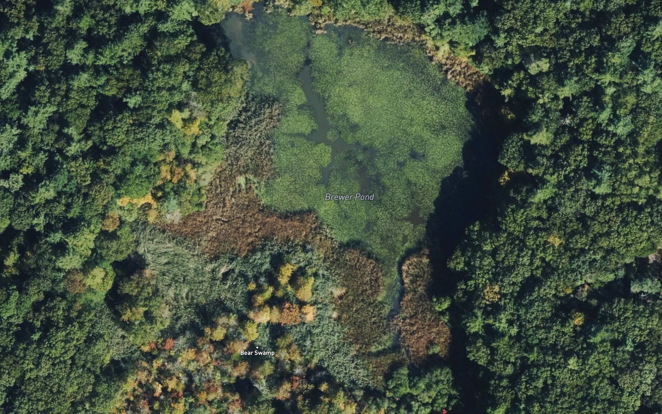 Brewer Pond