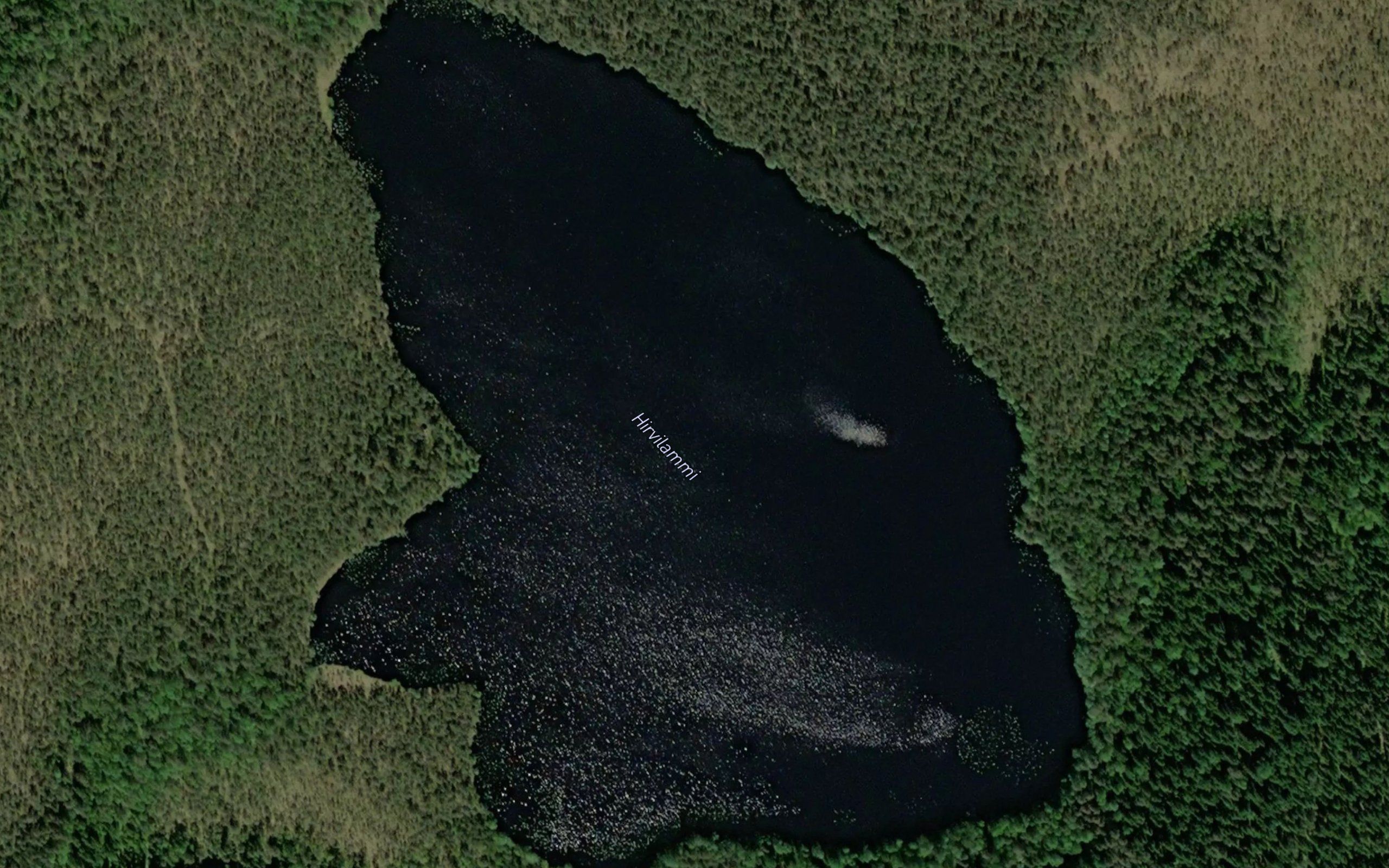 Hirvilammi
