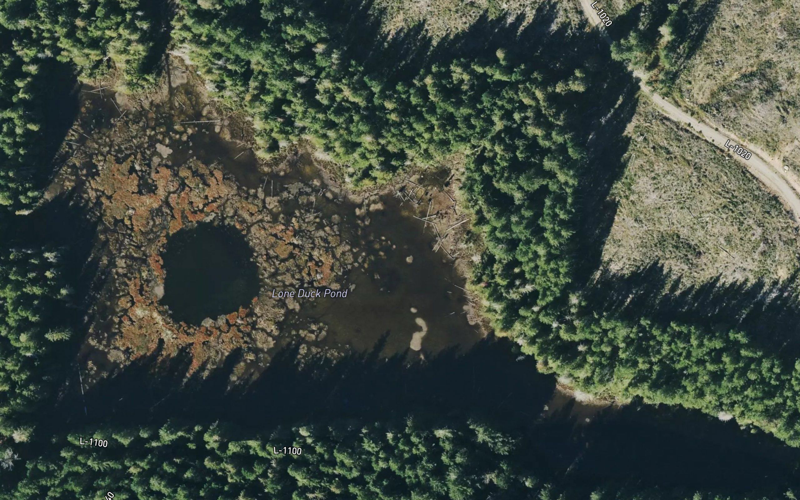 Lone Duck Pond
