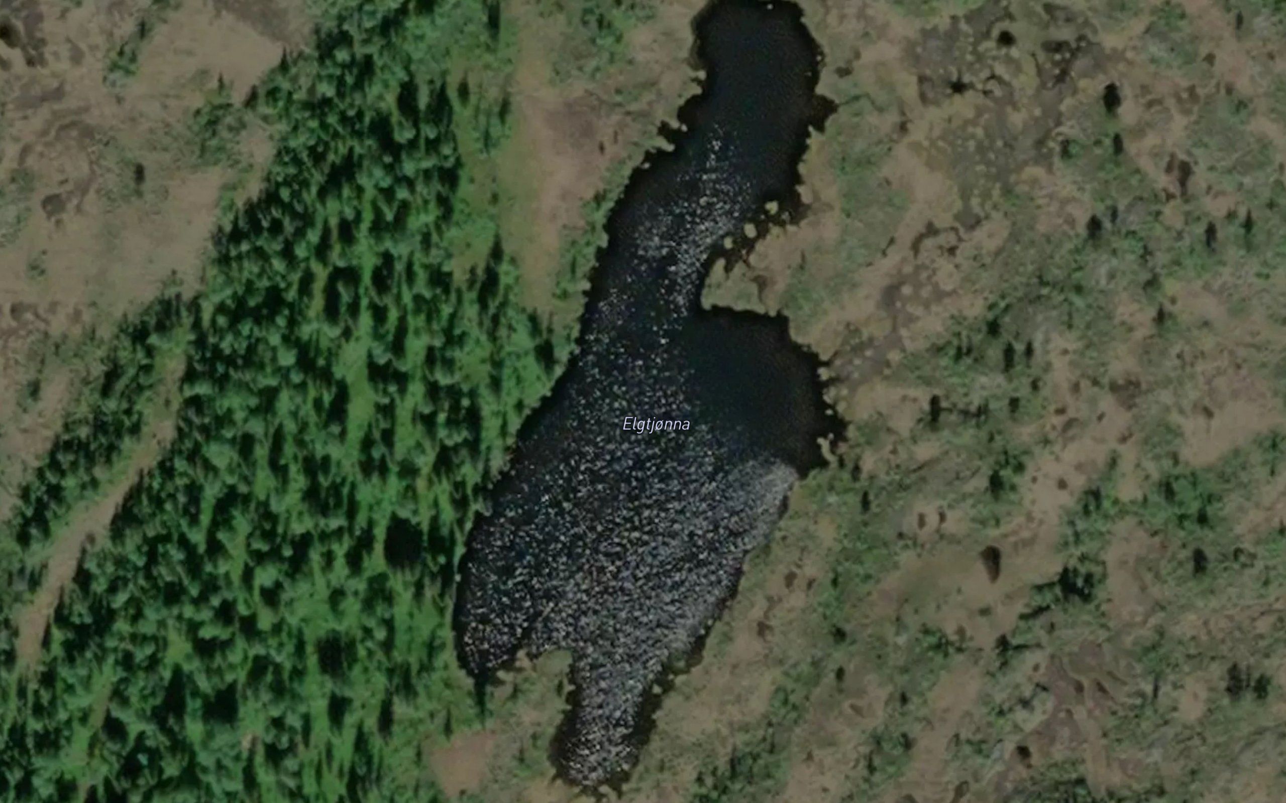 Elgtjorna