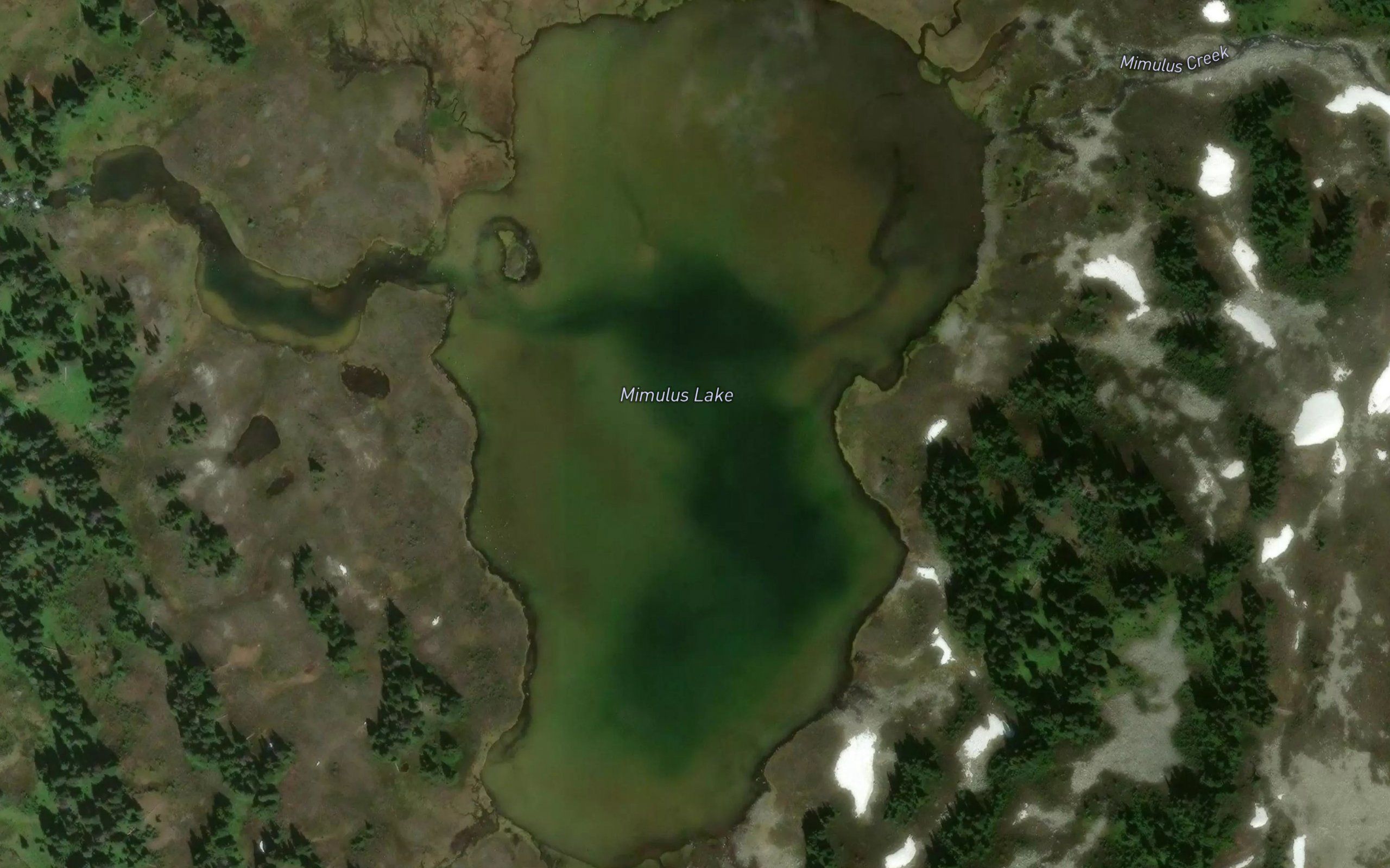 Mimulus Lake