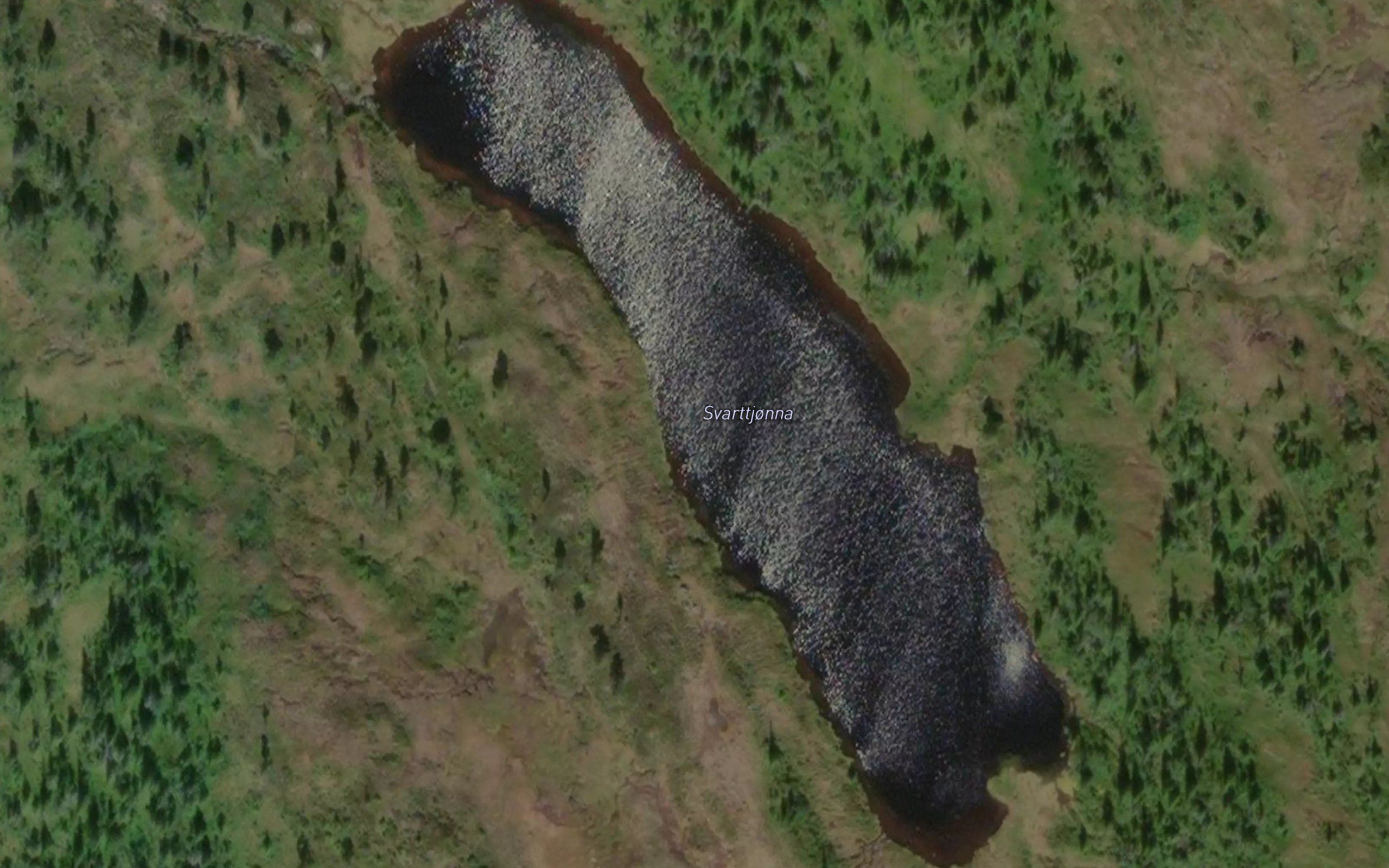 Svarttjonna