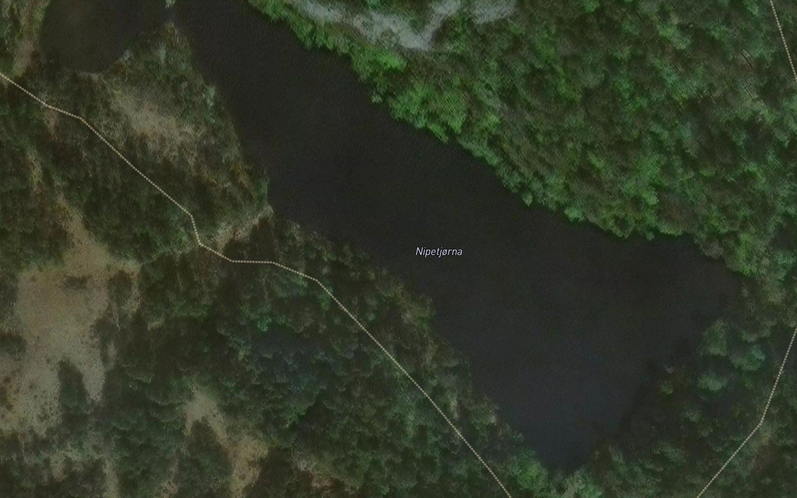 Nipetjorni