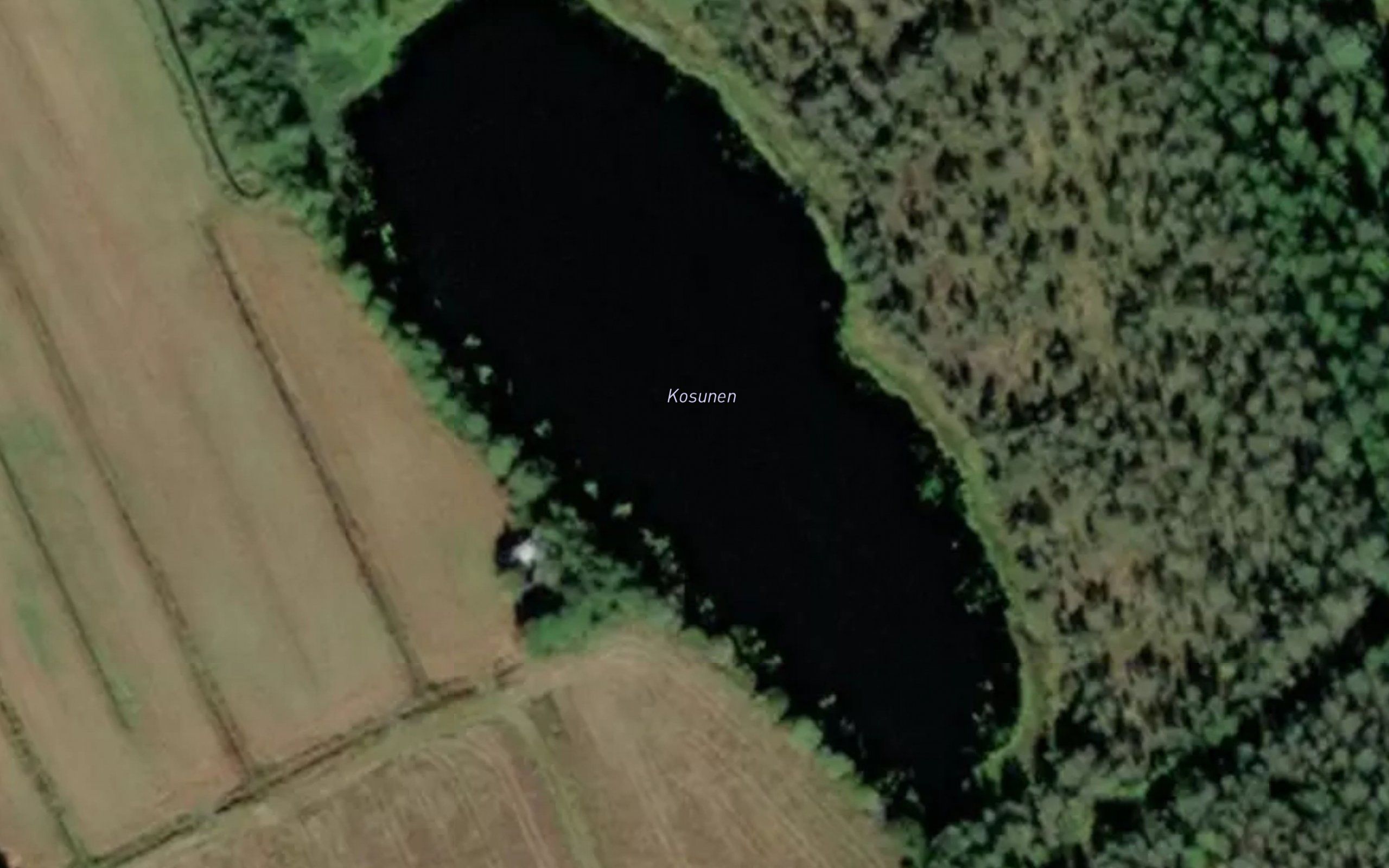 Kosunen