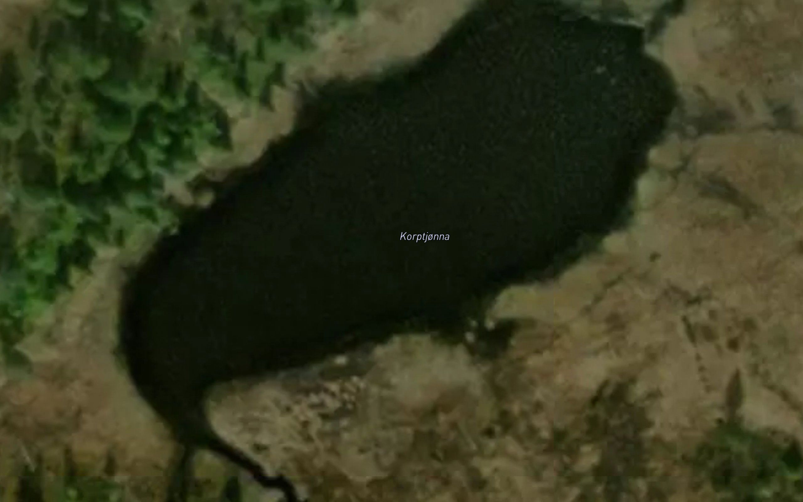 Korptjonna