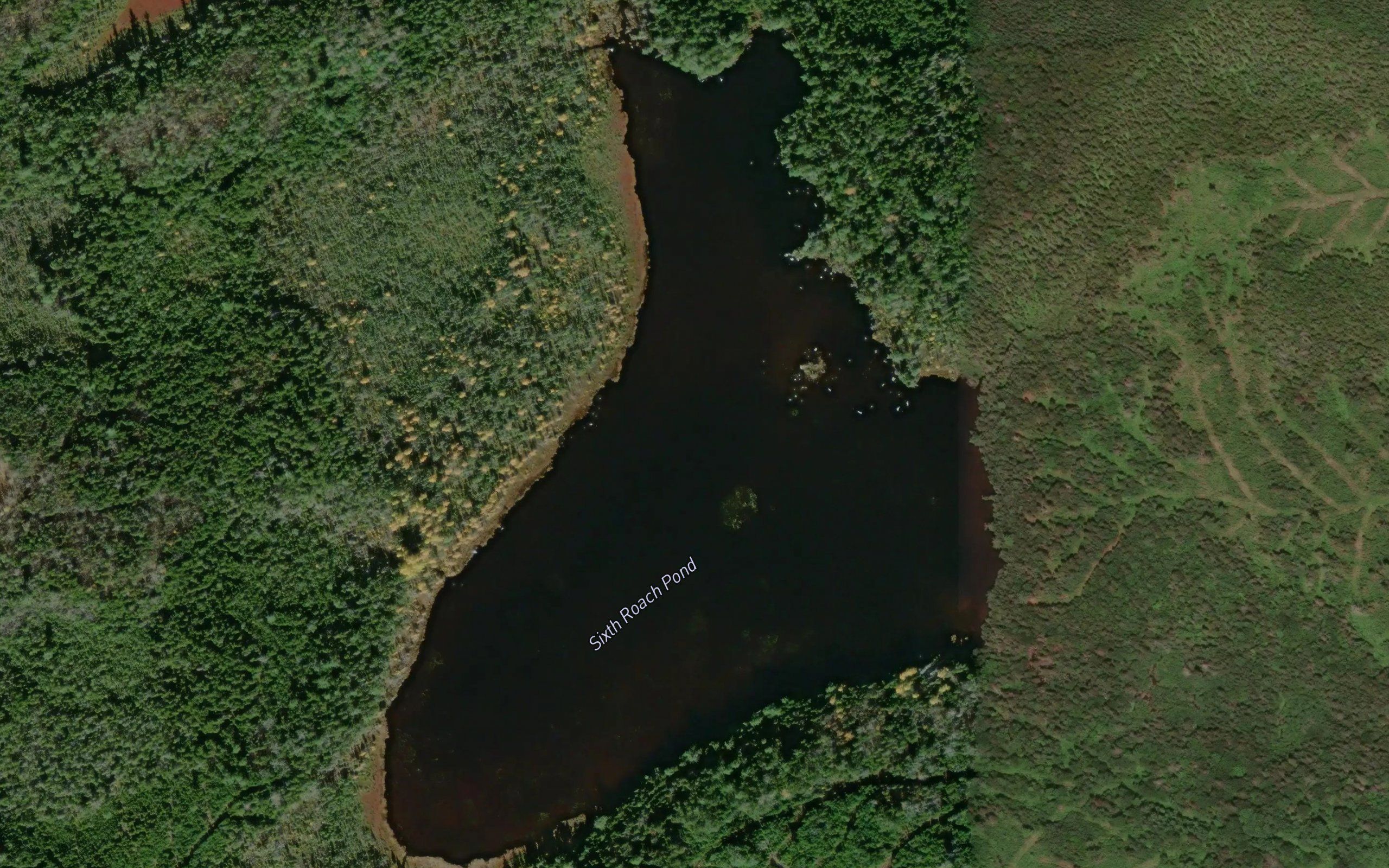 Sixth Roach Pond