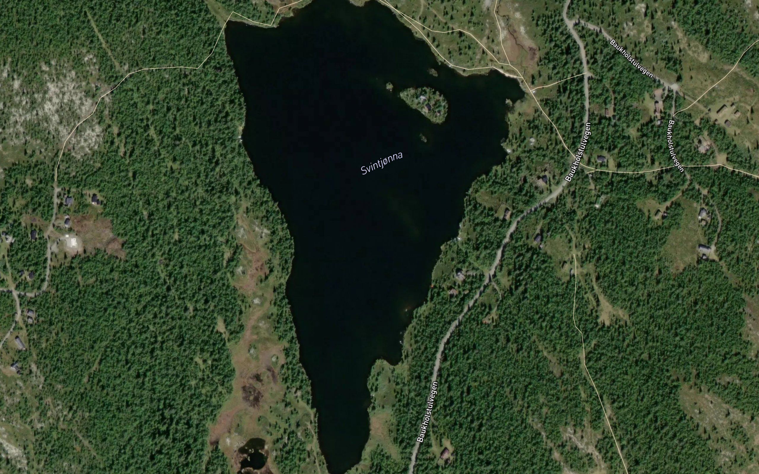 Svintjorna