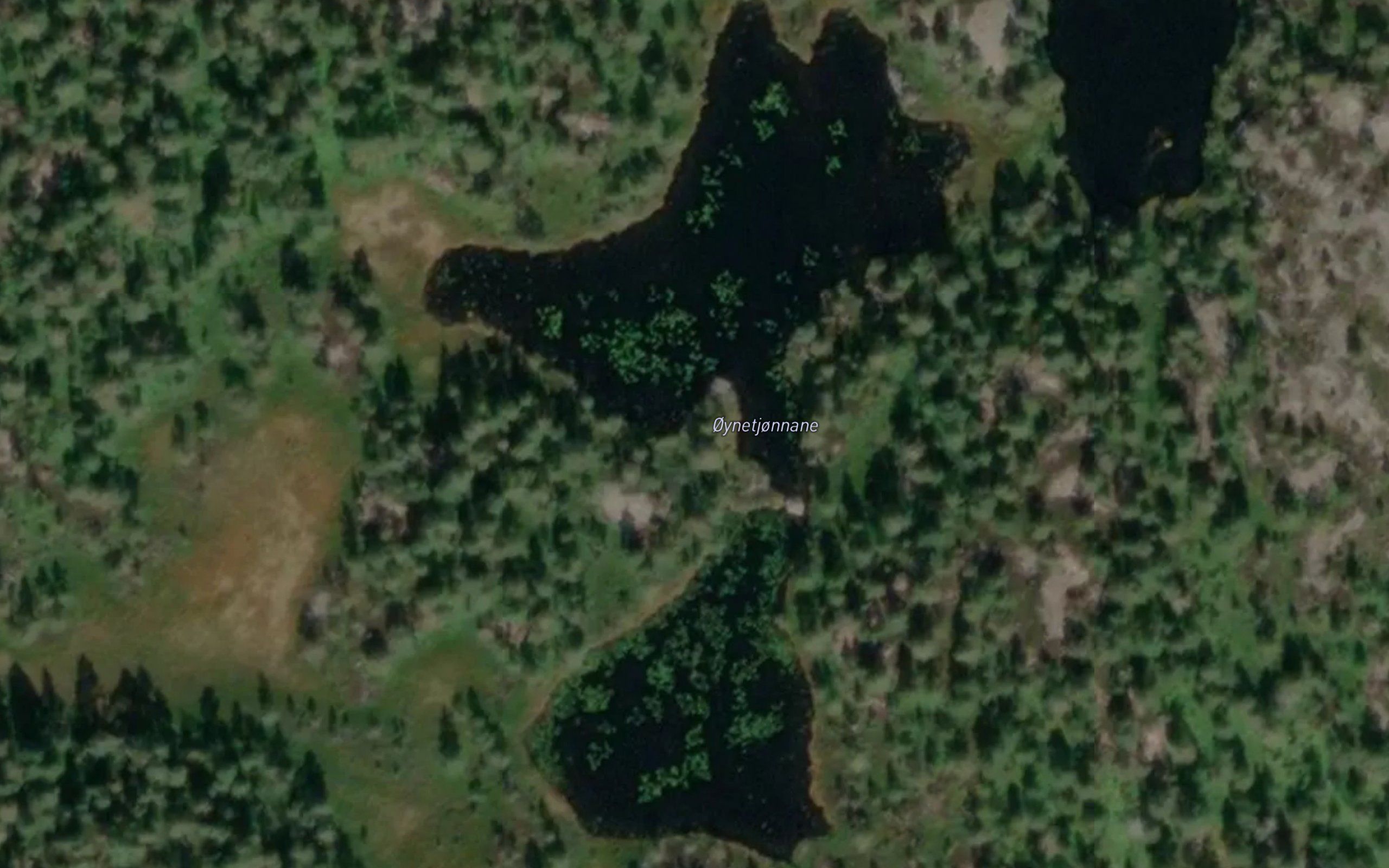 Oynetjornane