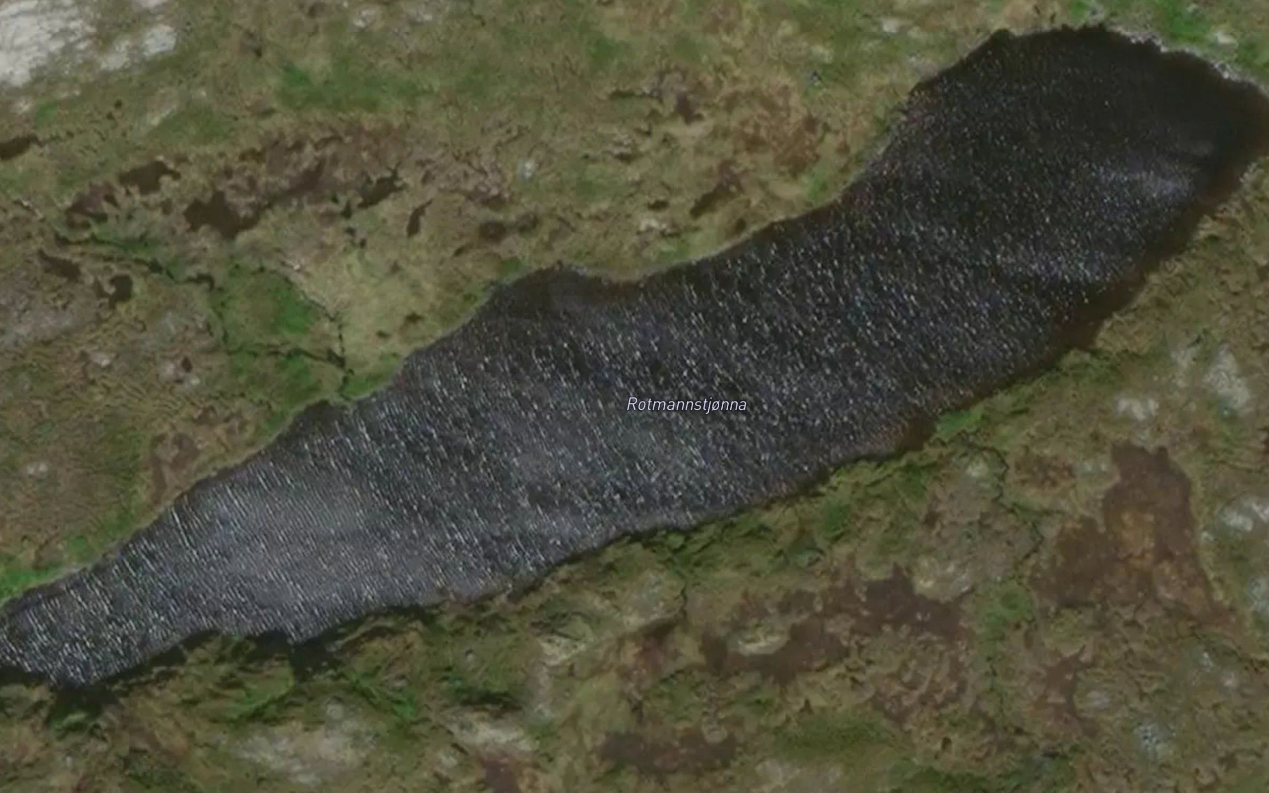 Rotmannstjonna