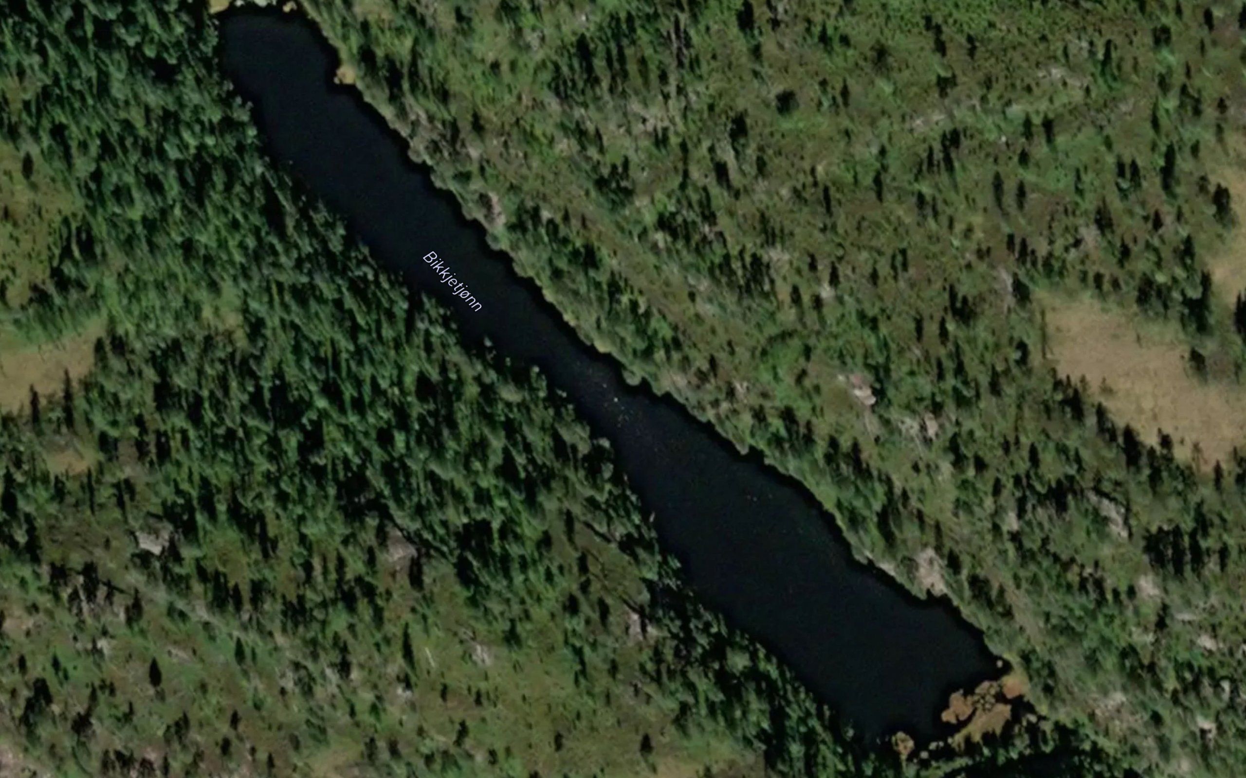 Bikkjetjorn