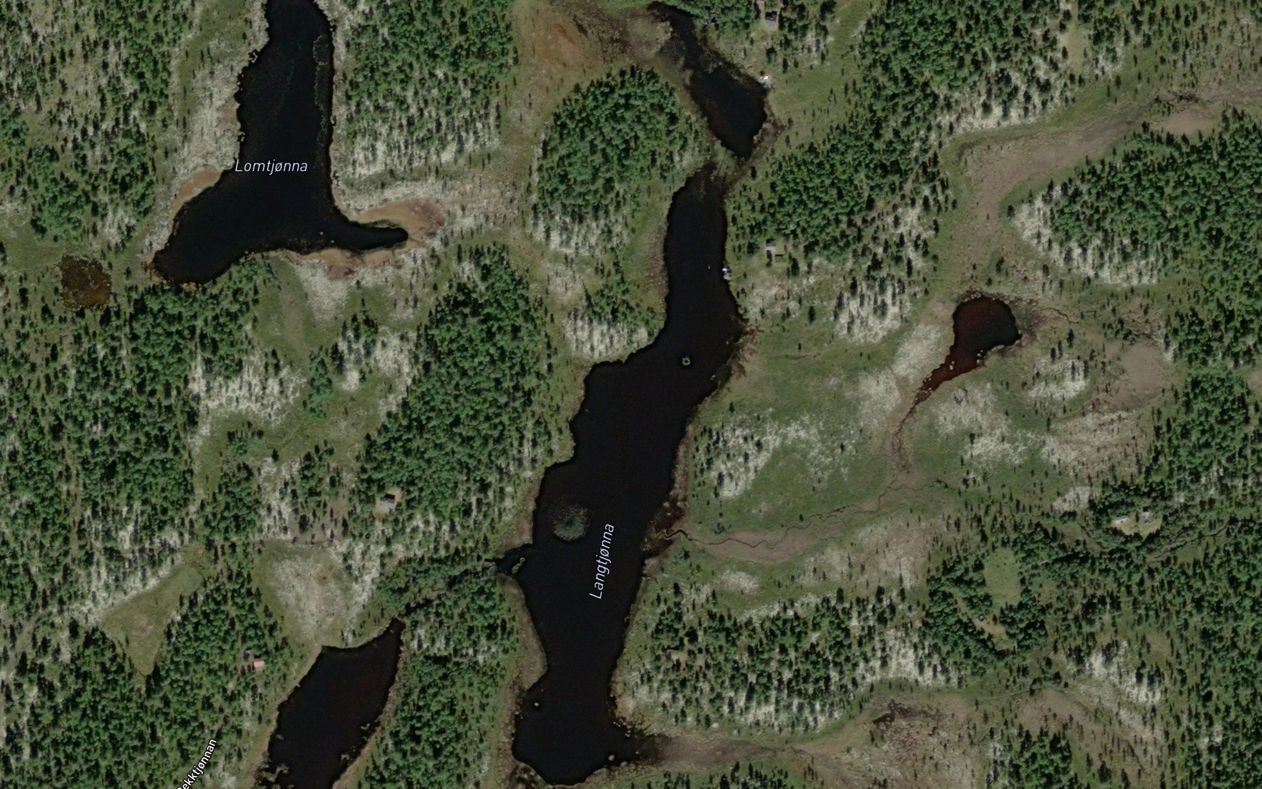 Langtjorn