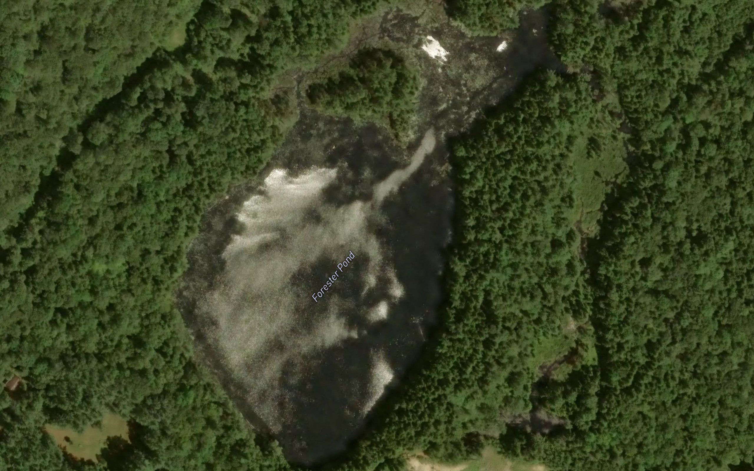 Forester Pond