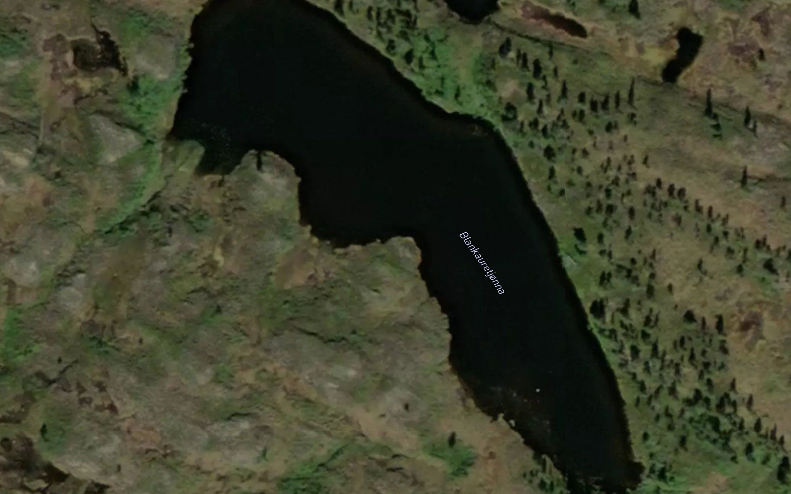 Blankauretjonna