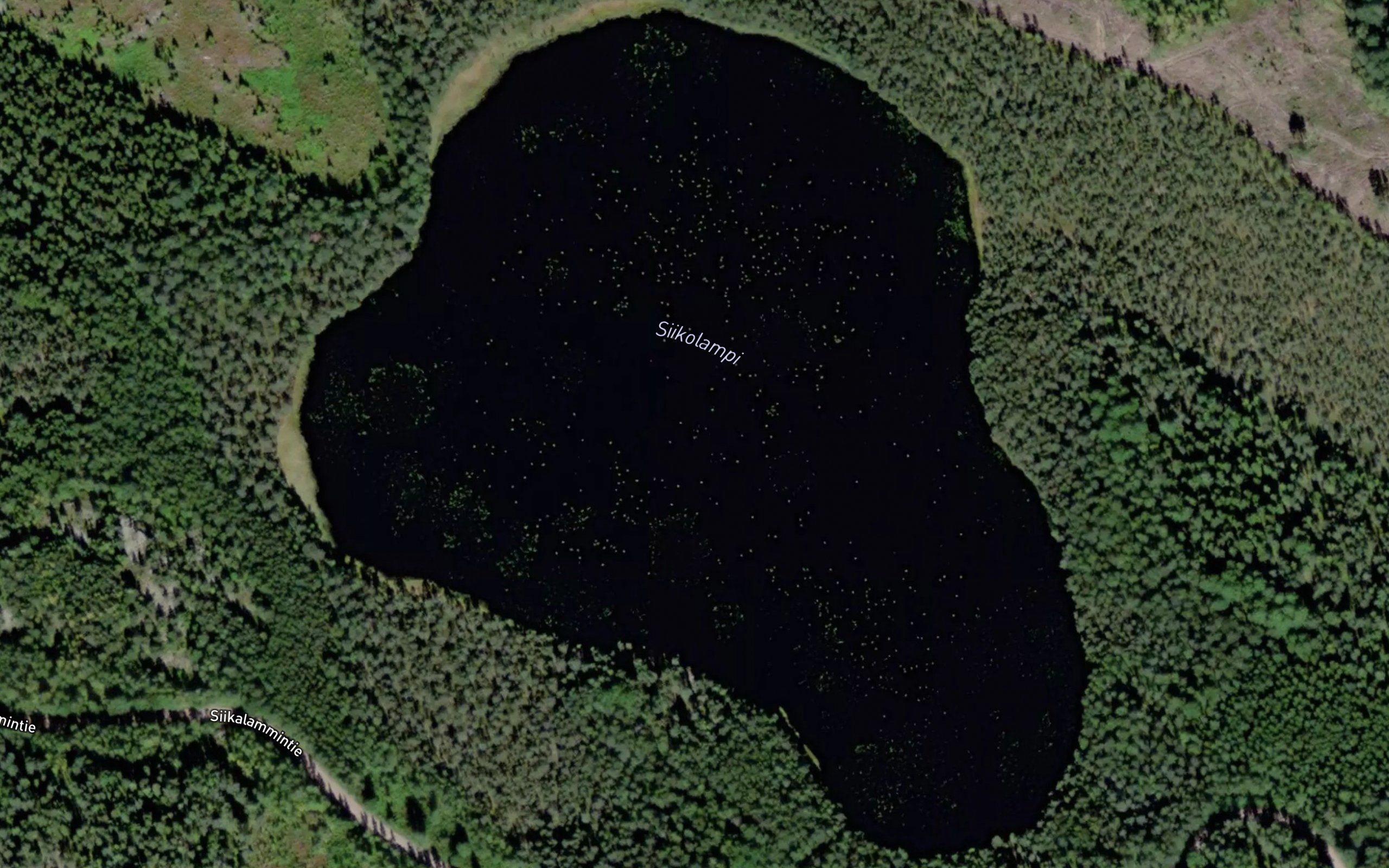 Siikolampi