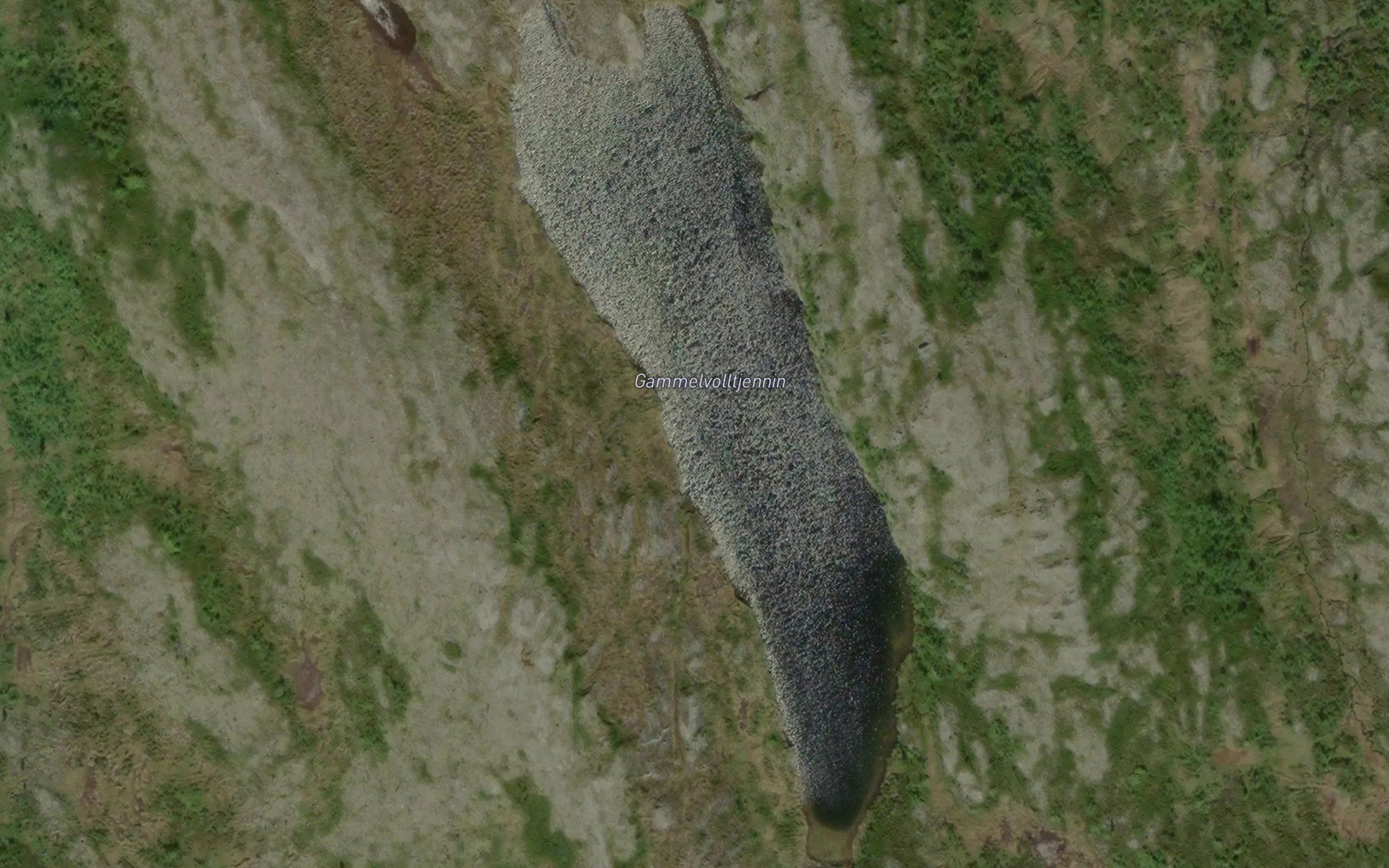 Gammelvolltjennin