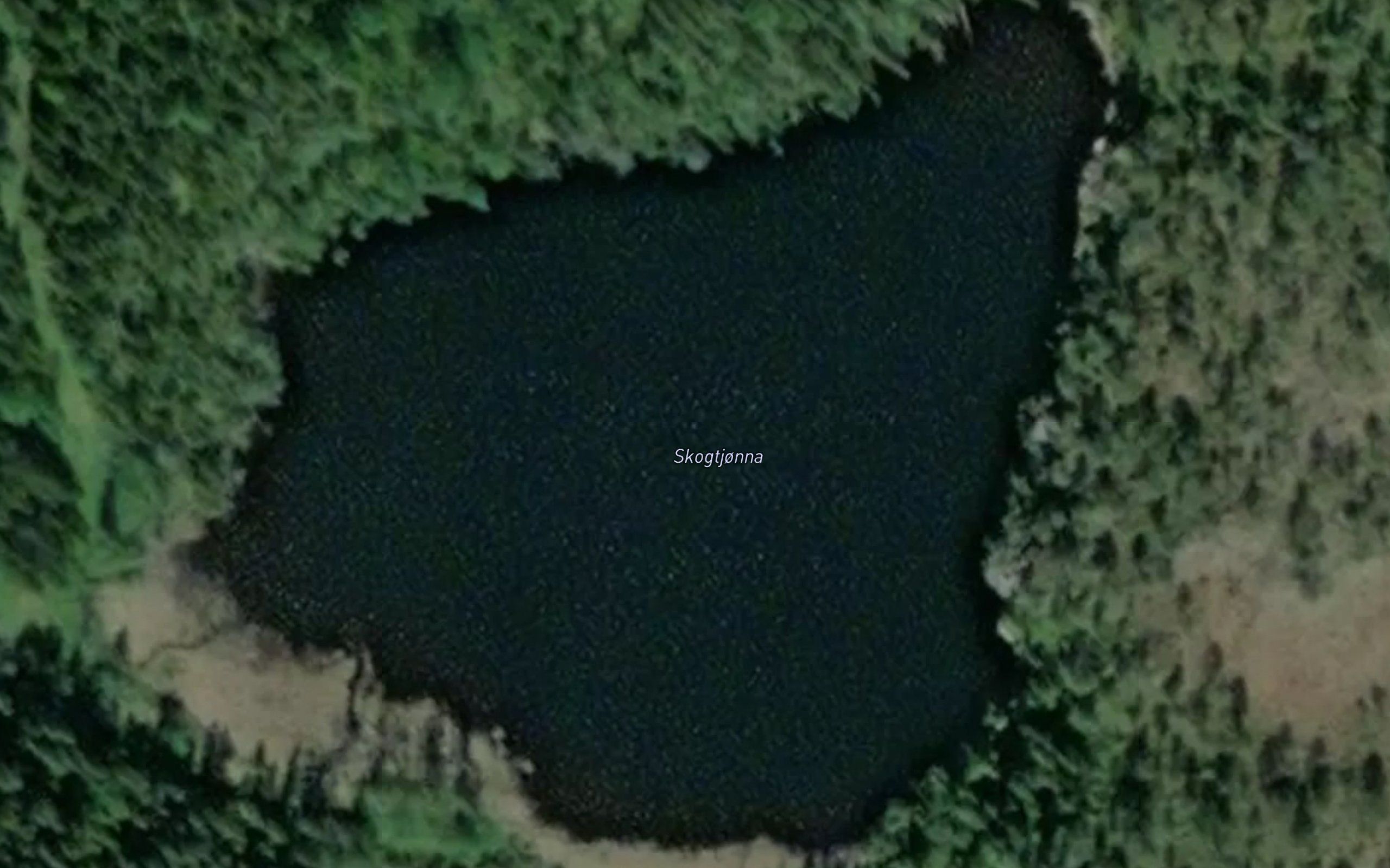 Skogtjorna