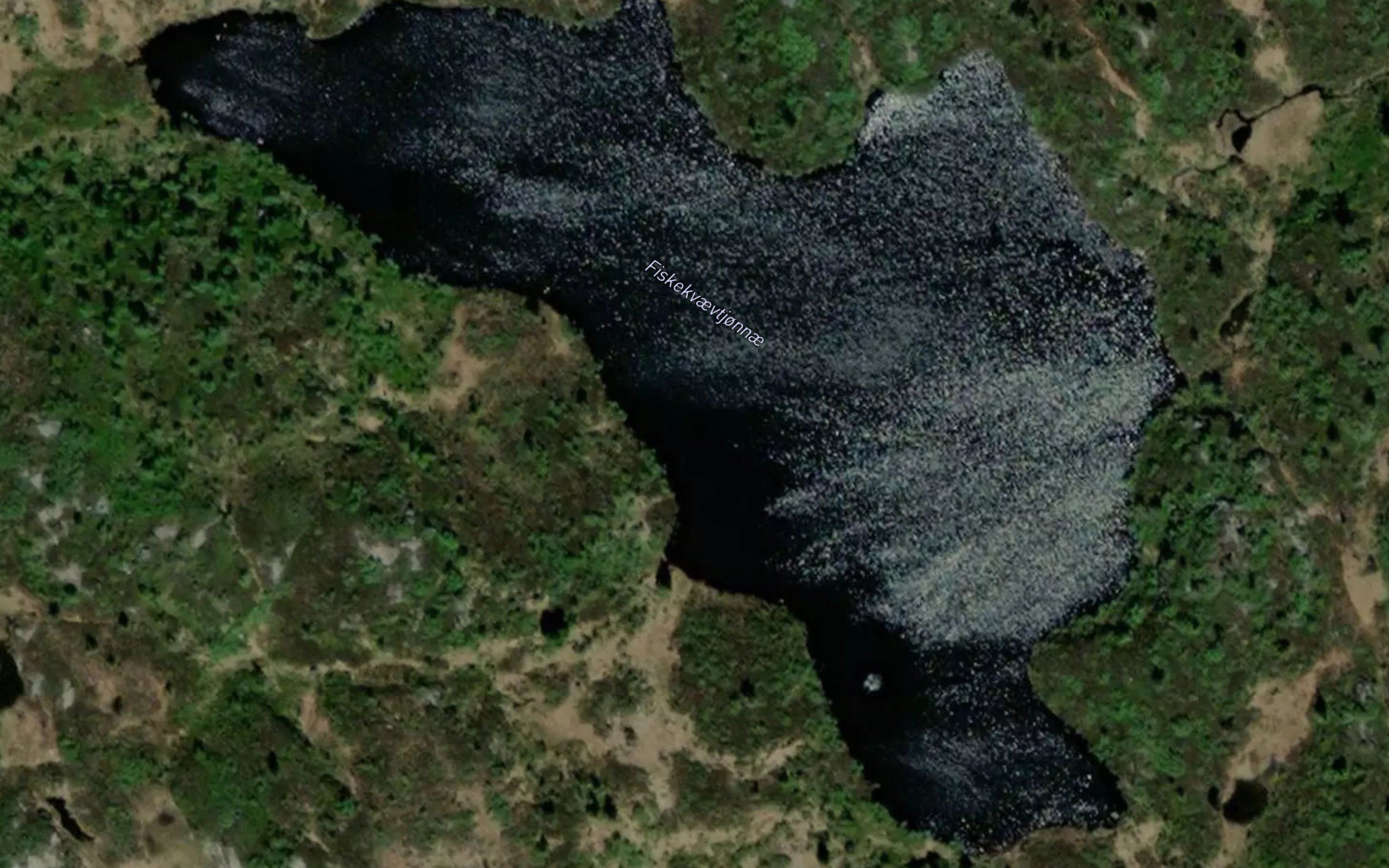 Fiskekvetjorni