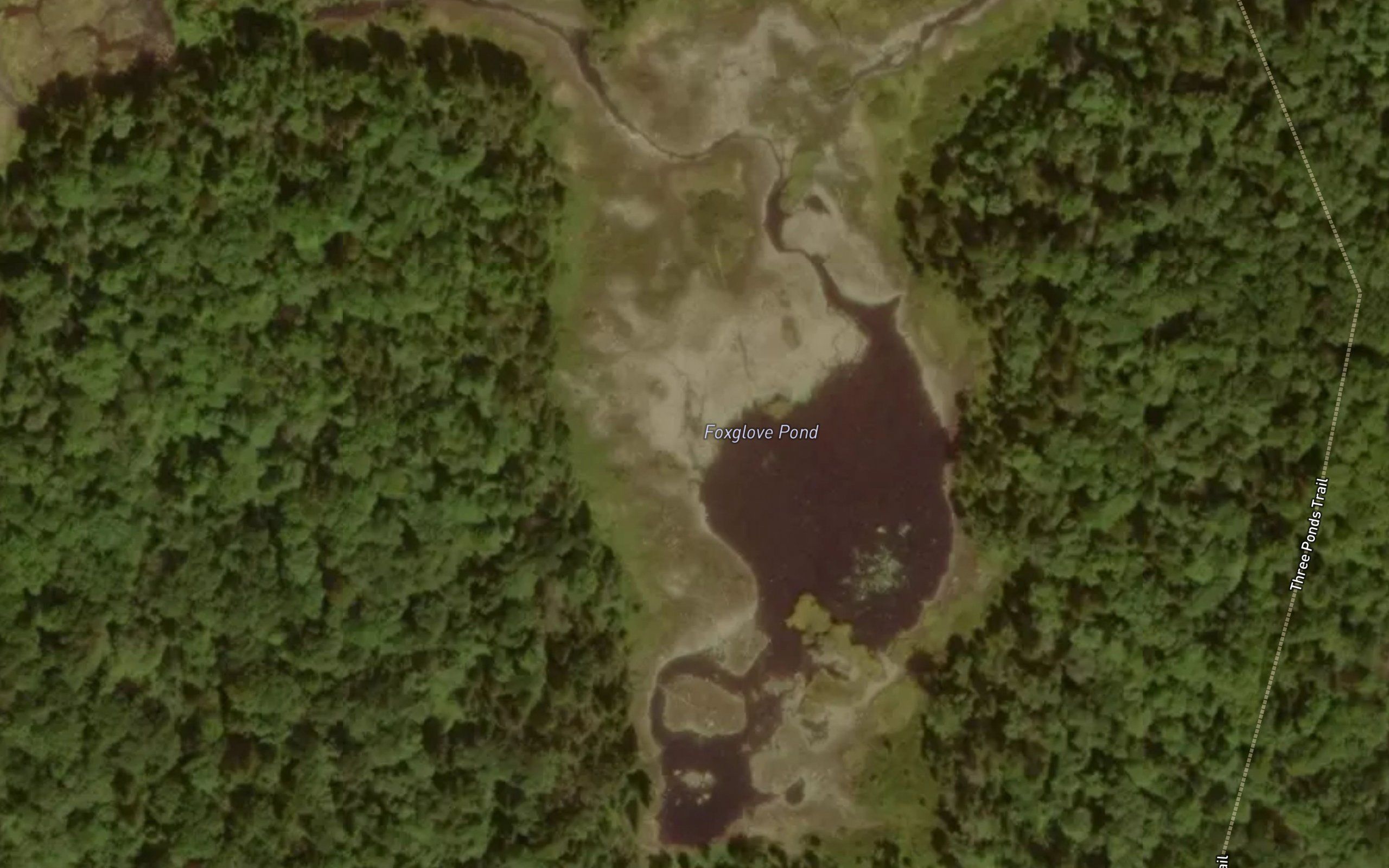 Foxglove Pond