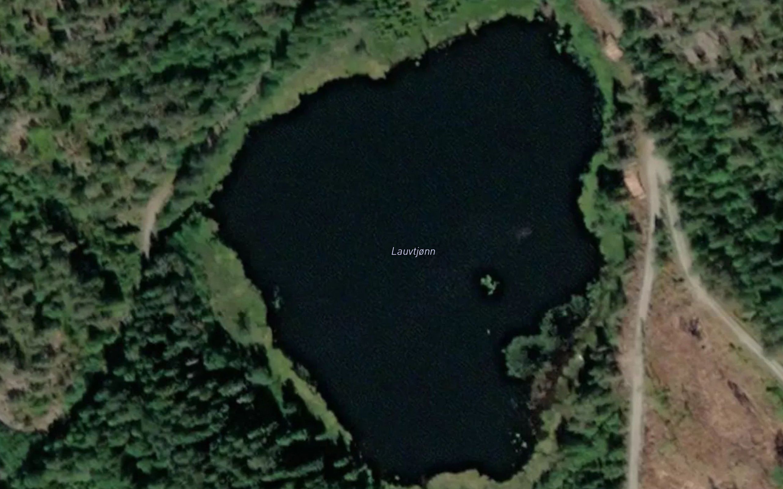 Lauvtjorn