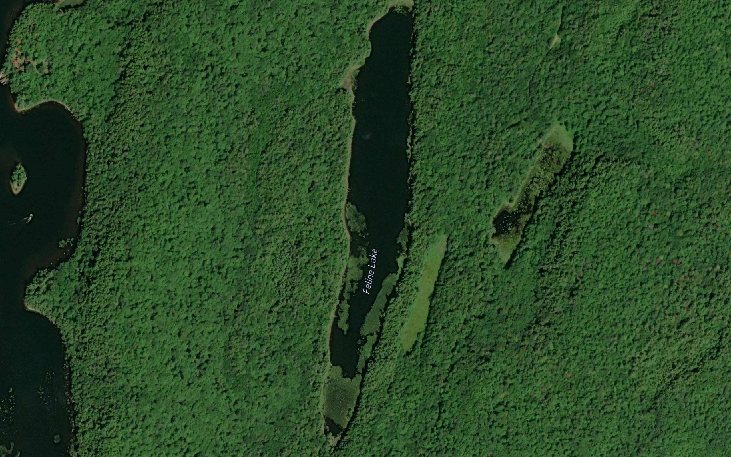 Feline Lake