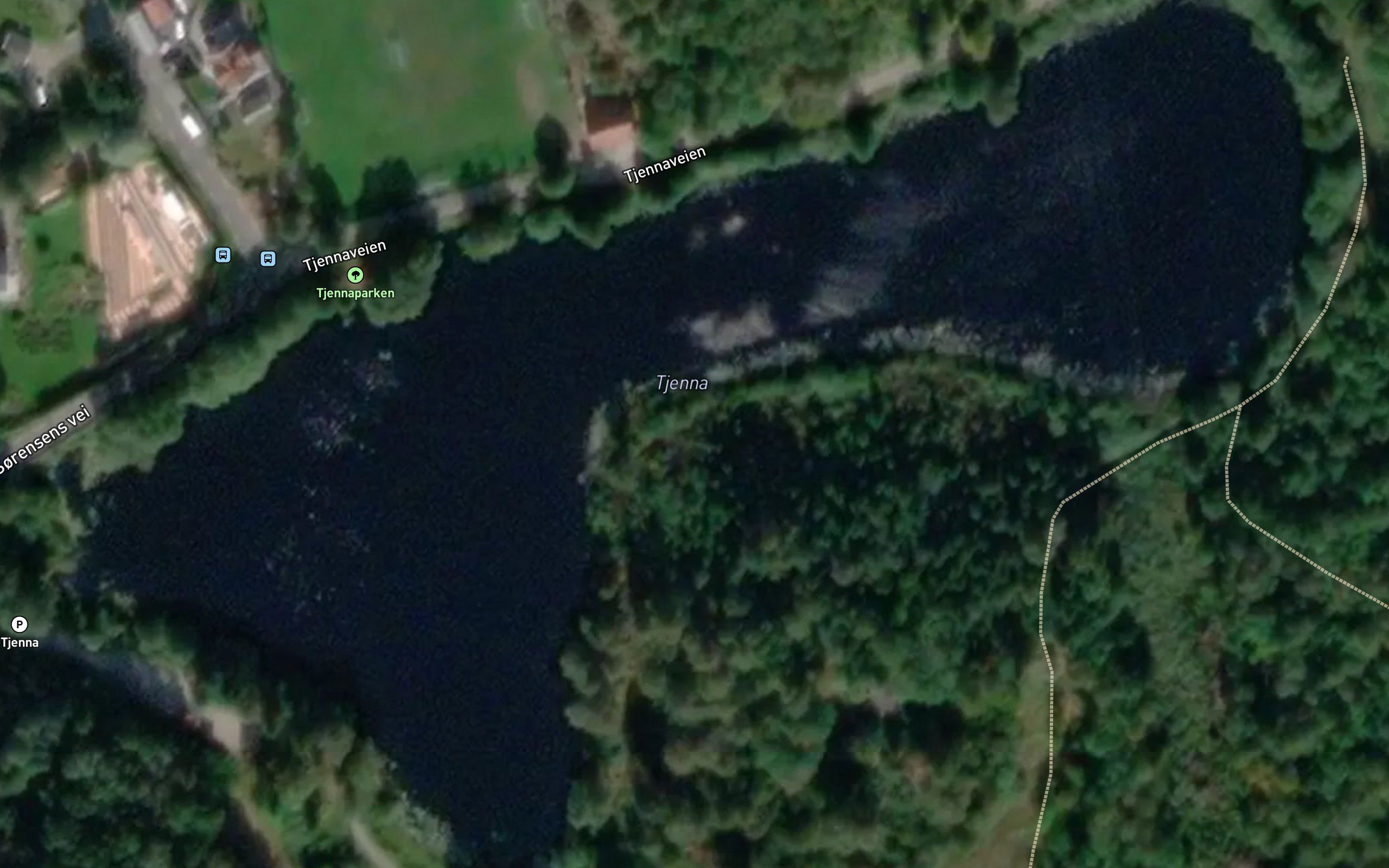 Skogstjern