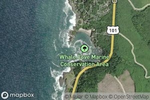 Whale Cove