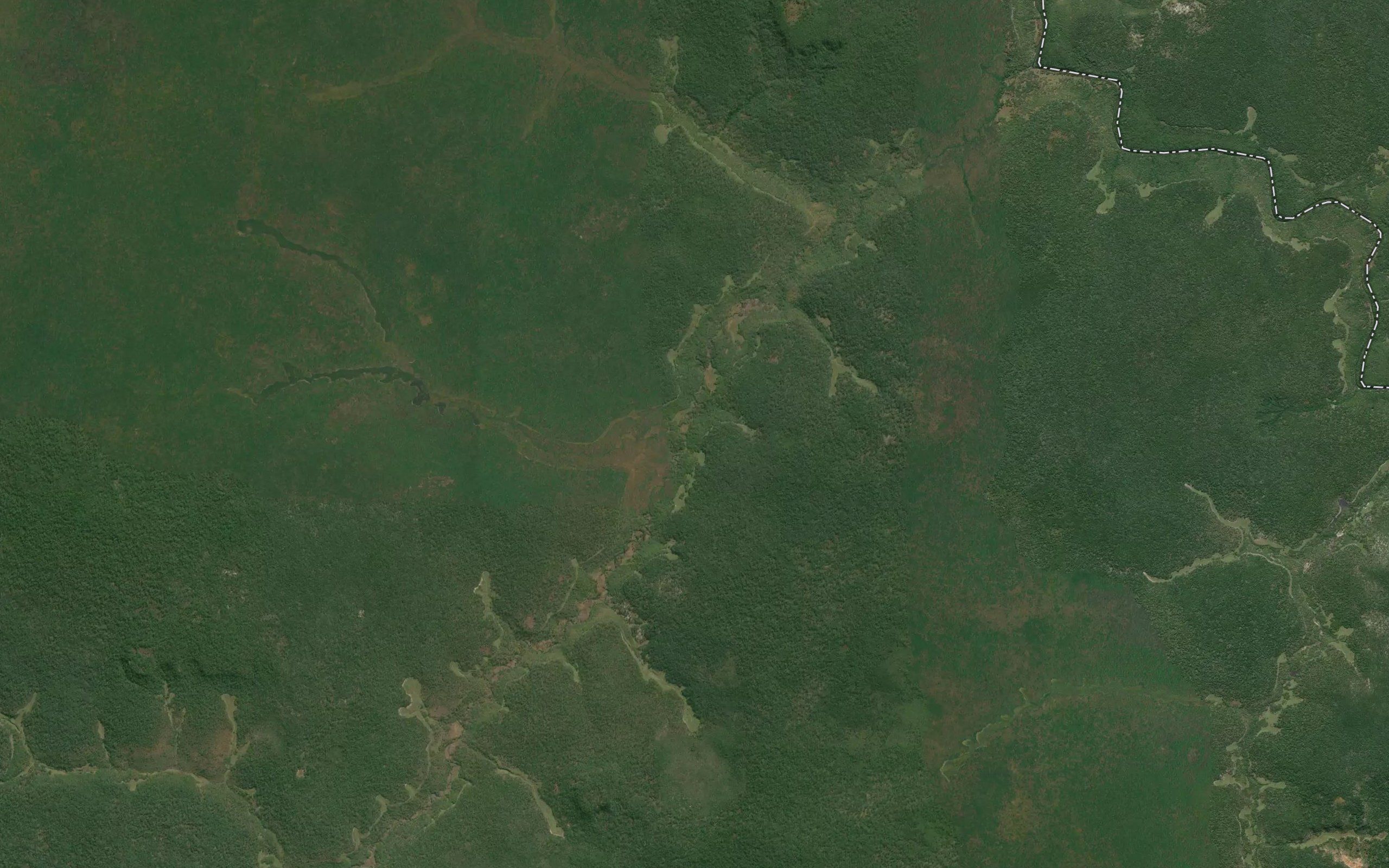 Cafungi