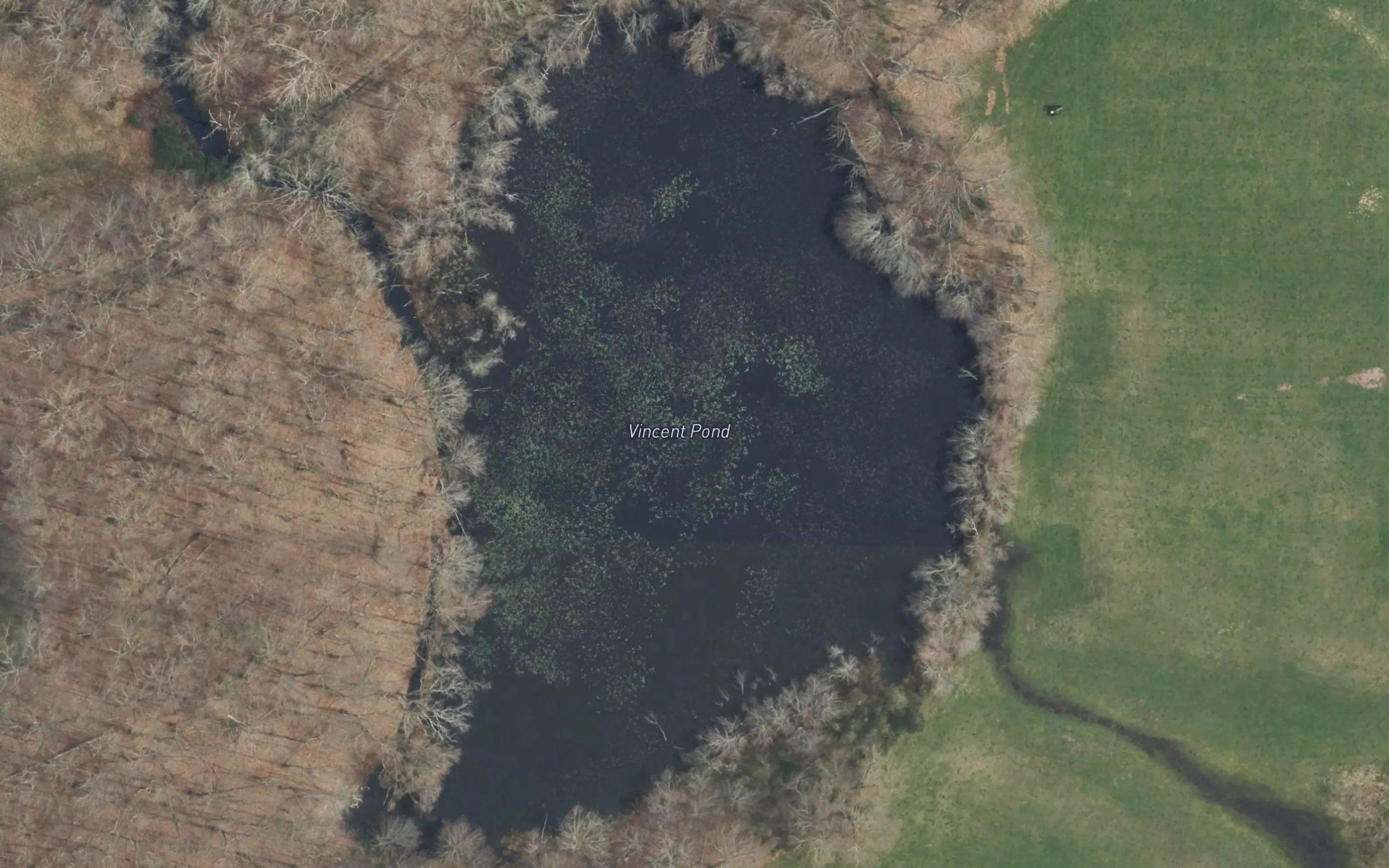 Vincent Pond