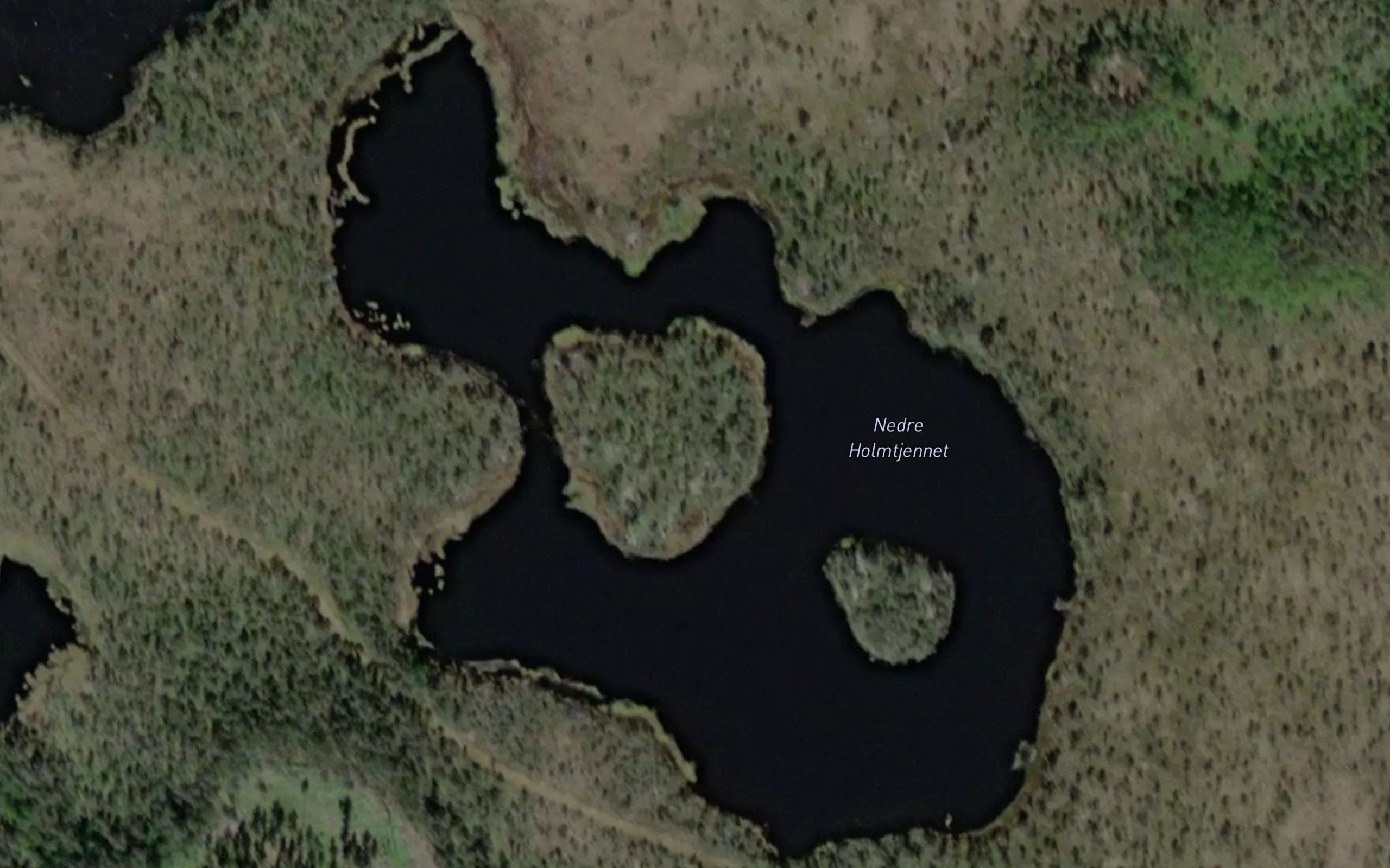 Holmtjerna