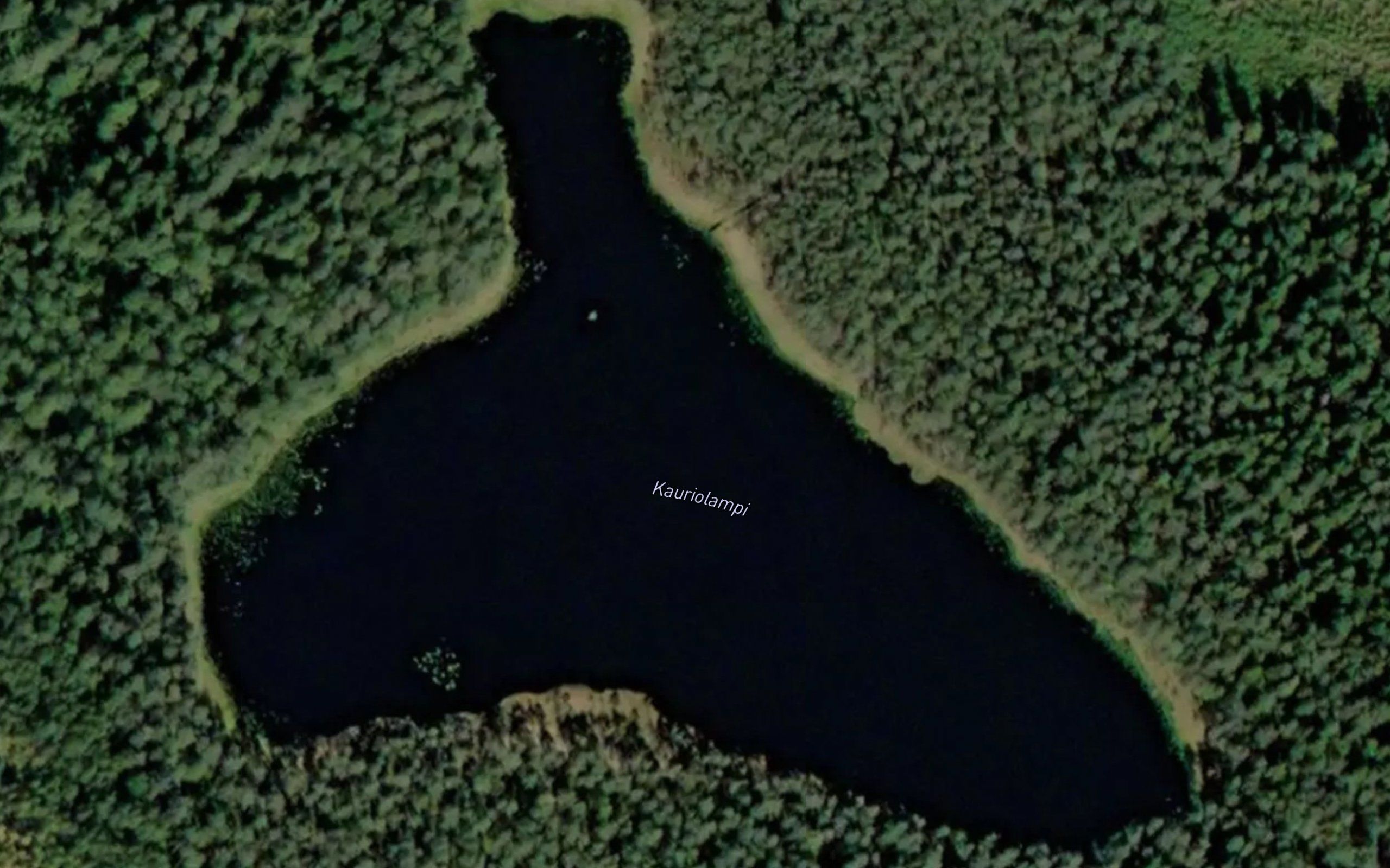 Kauriolampi