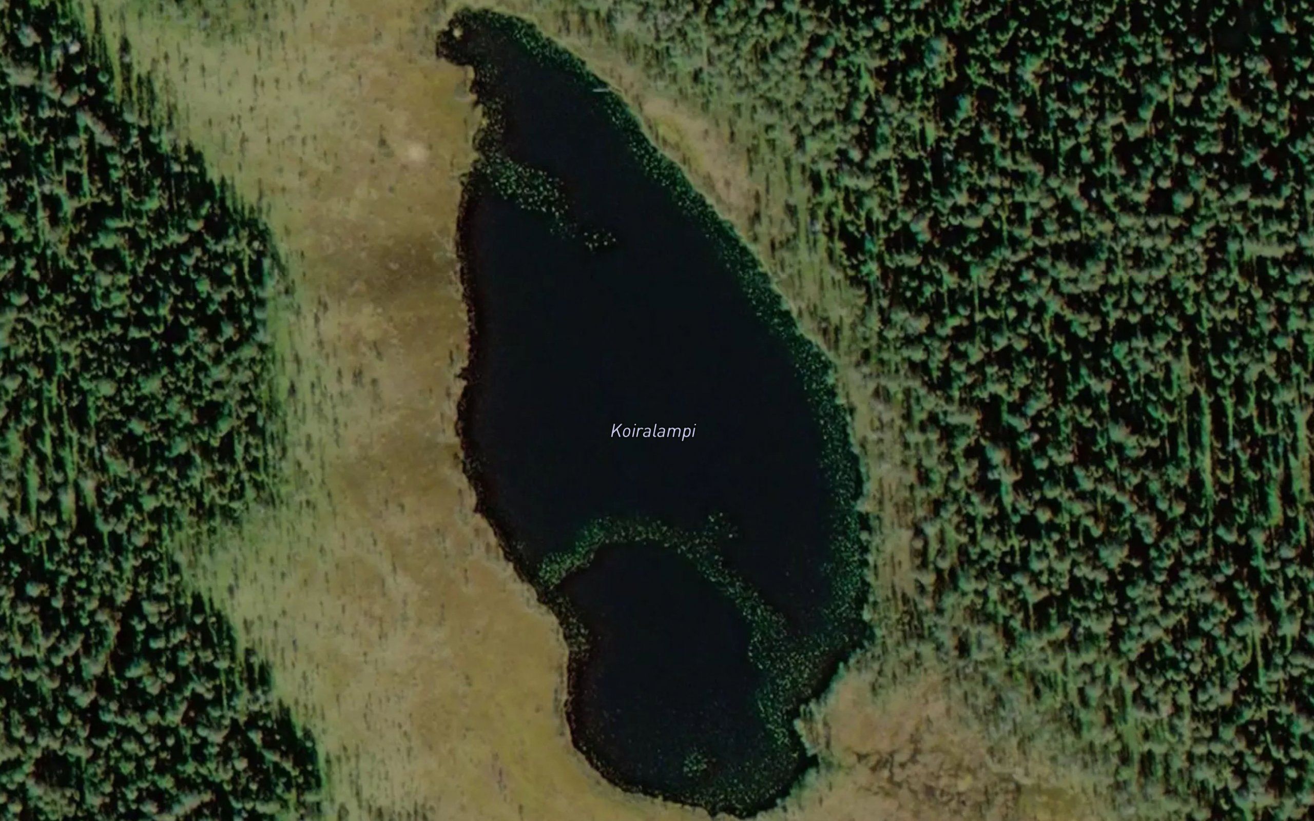 Koiralampi