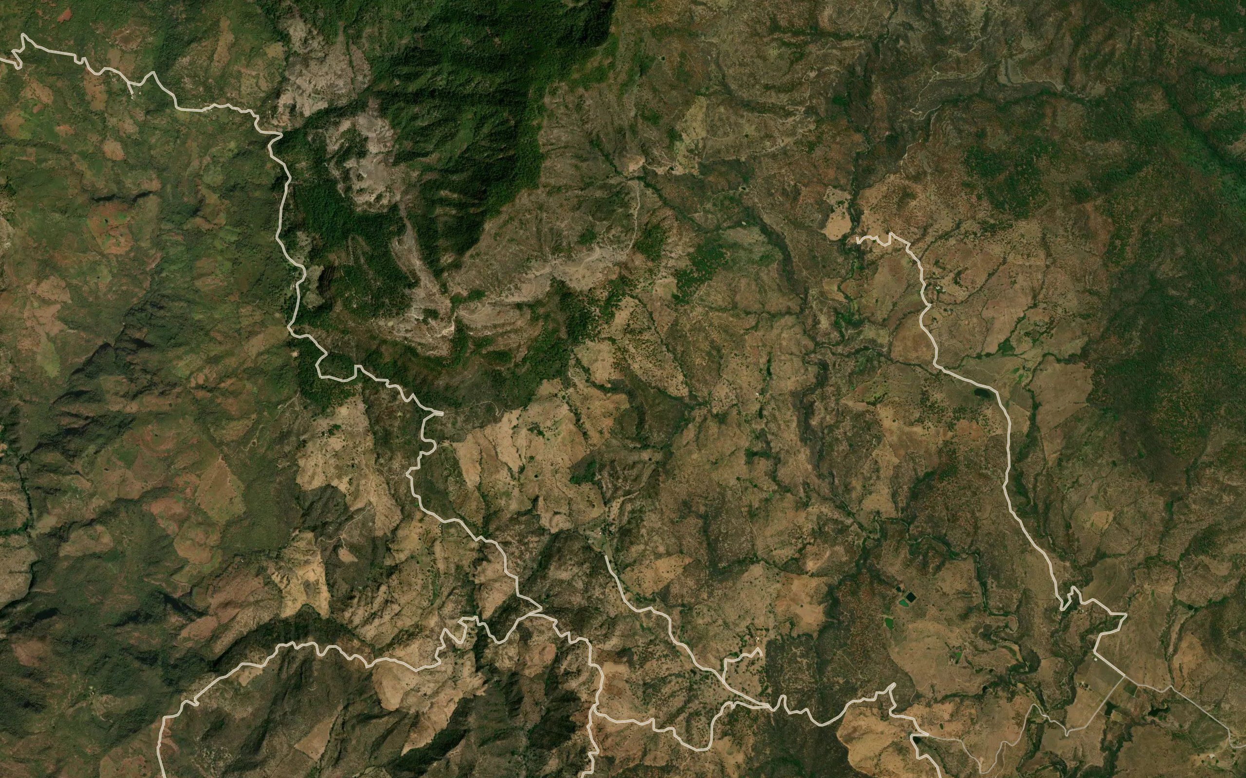 Palo Dulce