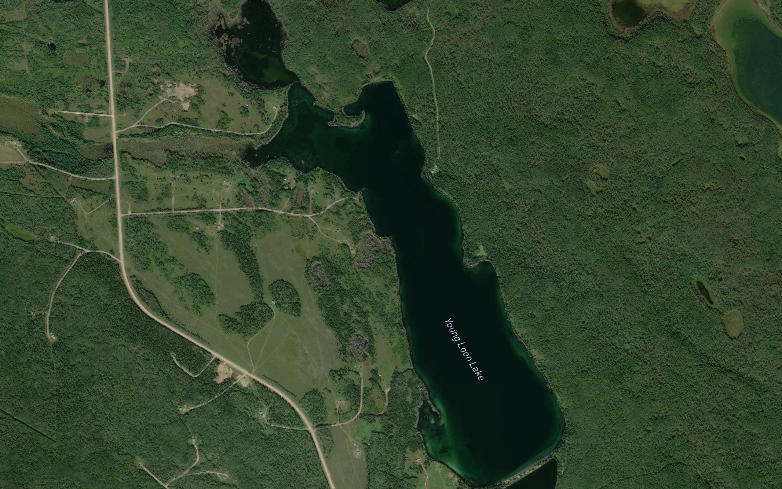 Young Loon Lake