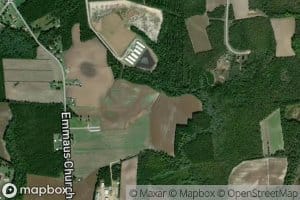 Jumping Juniper Branch