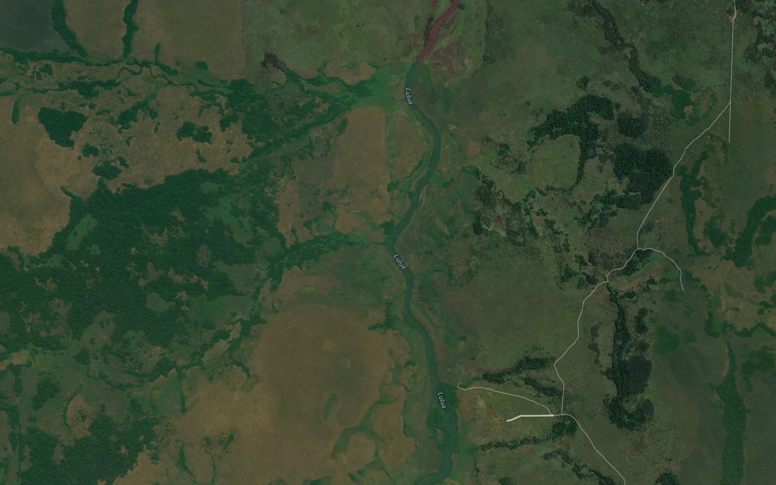 Musangi