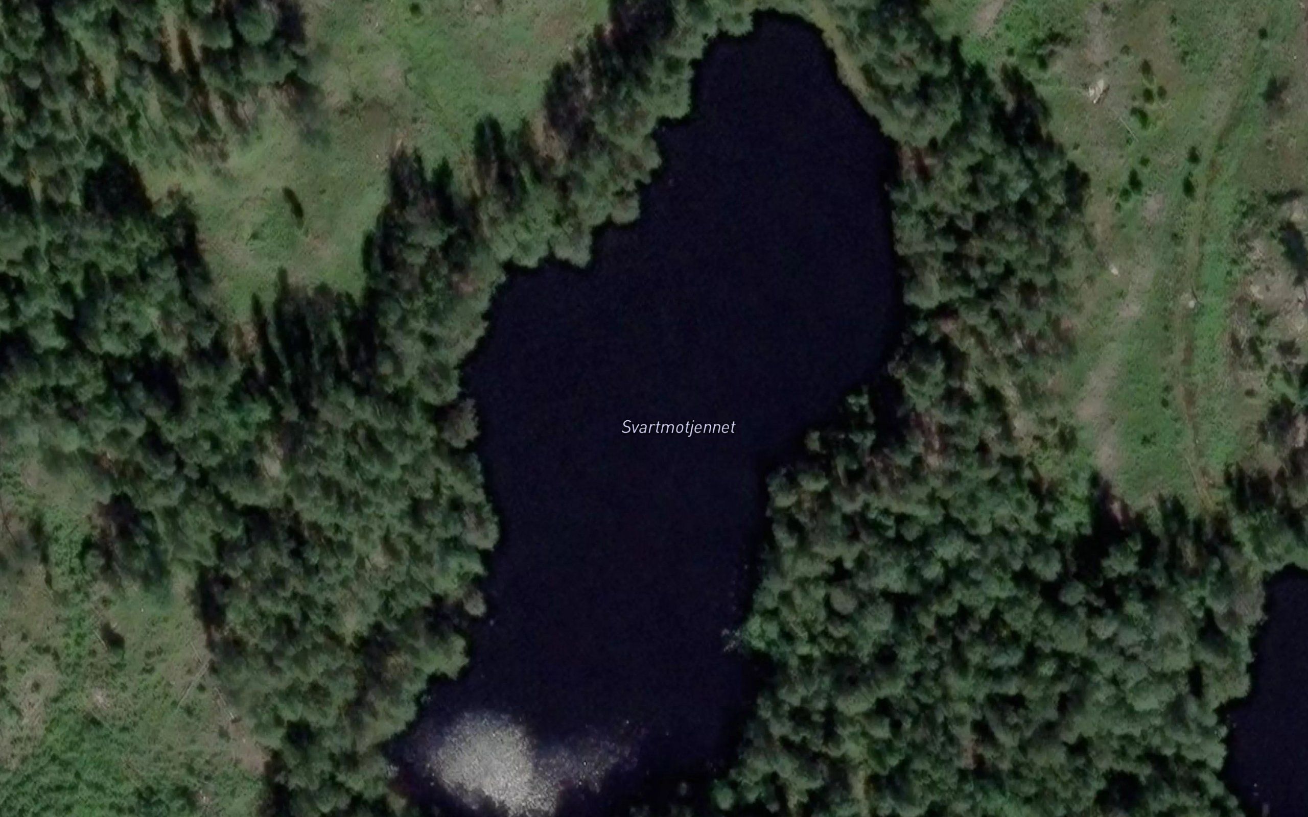 Svartmotjennet