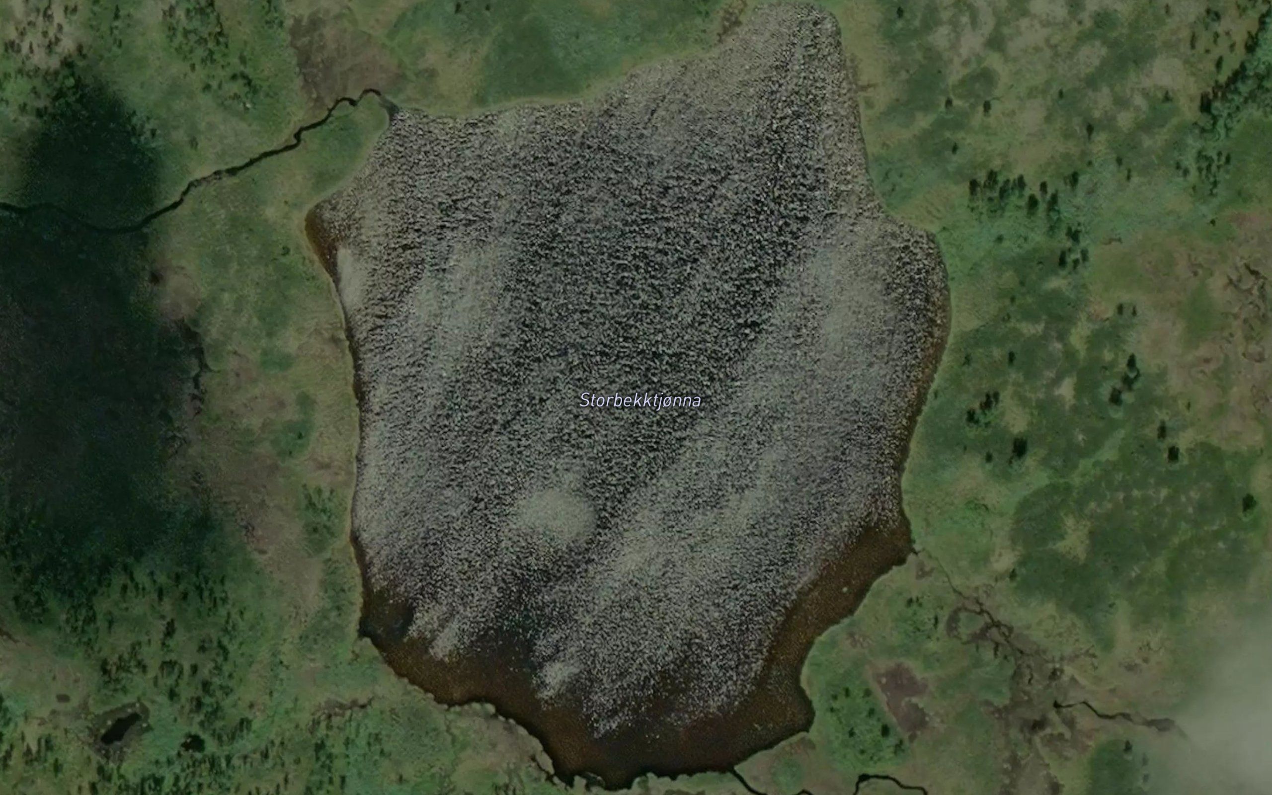 Storbekktjorna
