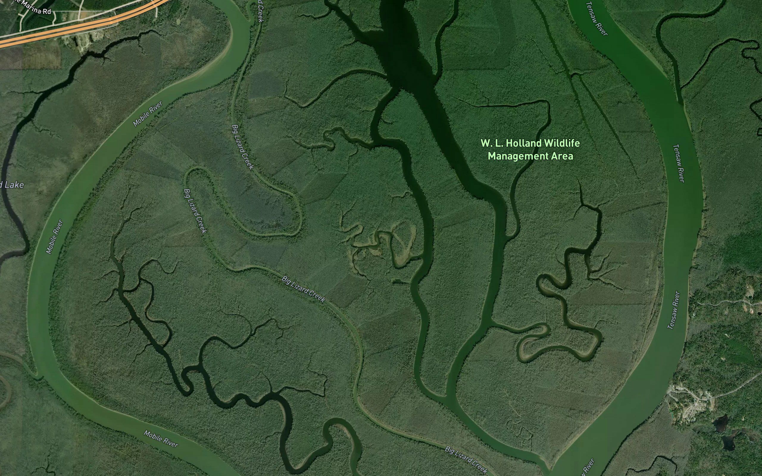 Squirrel Bayou